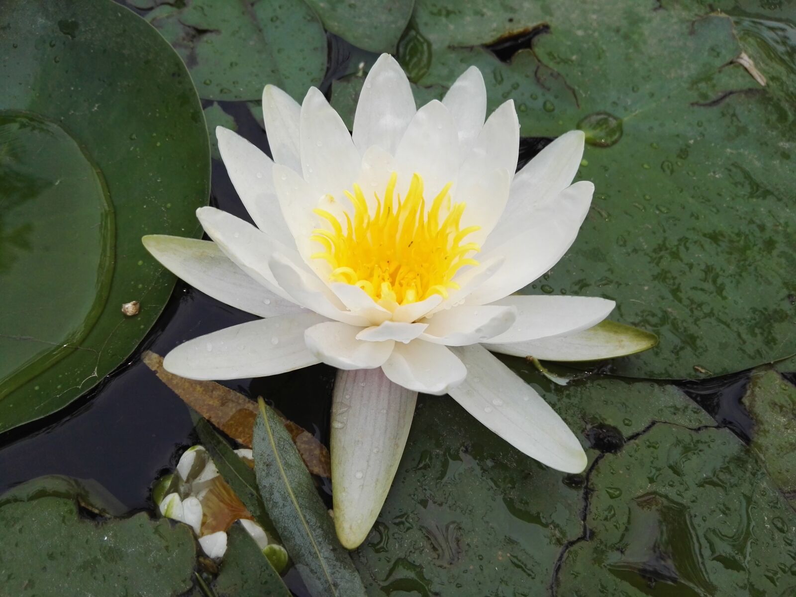 HUAWEI P8 sample photo. Plant, flowers, lotus photography