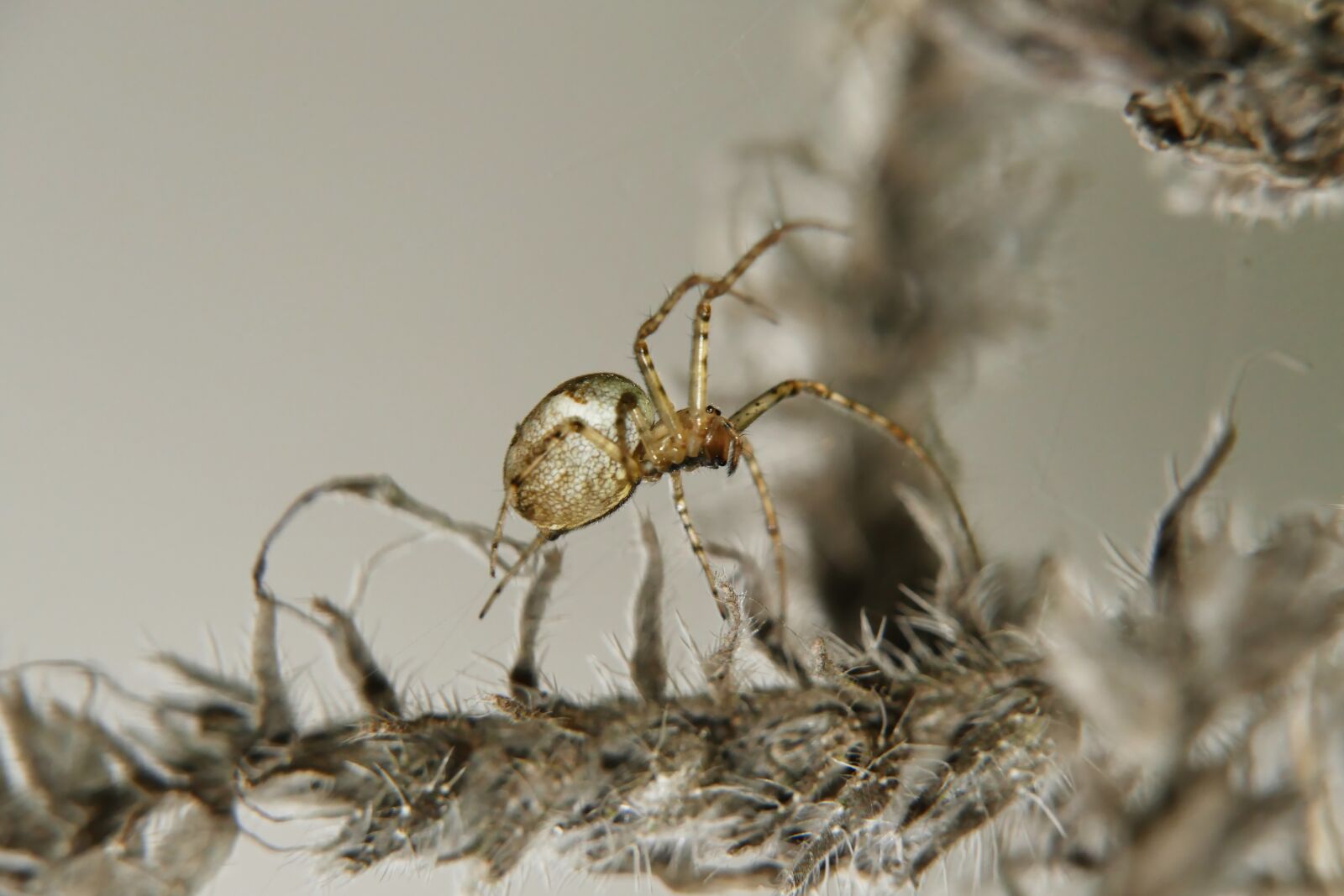 Panasonic Lumix DMC-FZ1000 sample photo. Spider, insect, nature photography