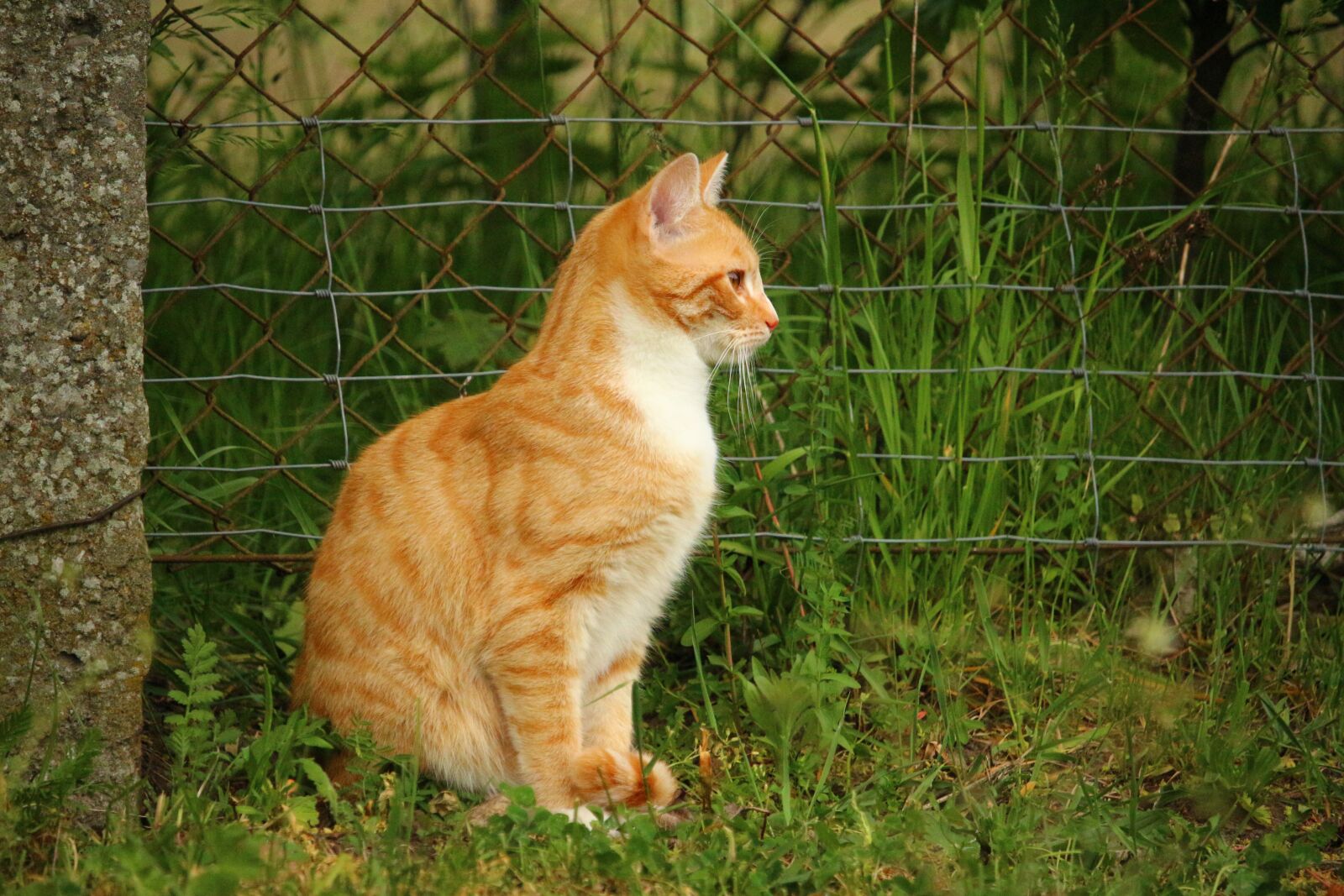 Canon EOS 100D (EOS Rebel SL1 / EOS Kiss X7) sample photo. Cat, mieze, kitten photography