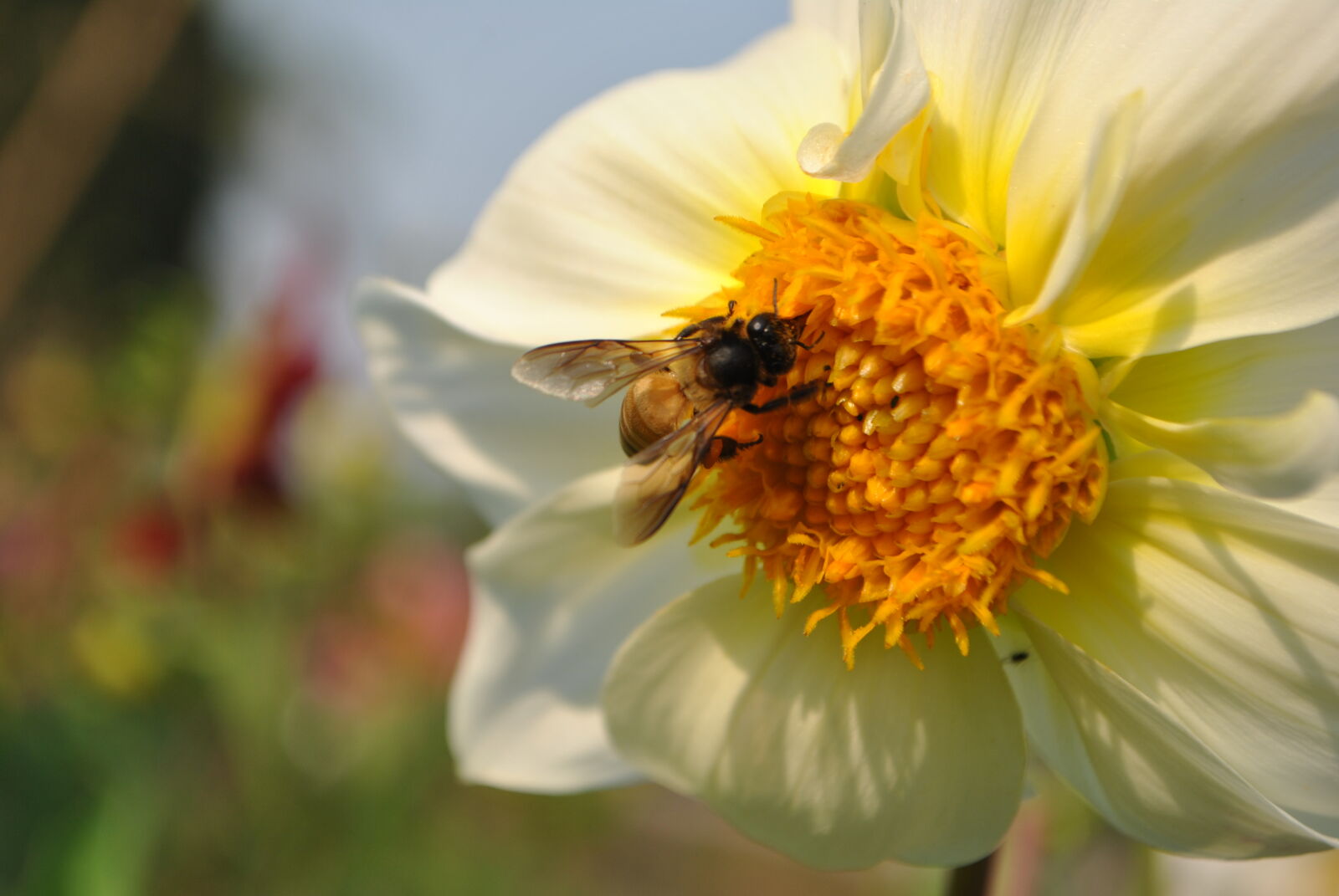 Nikon D3000 sample photo. Bee, flowers, yellow, flower photography