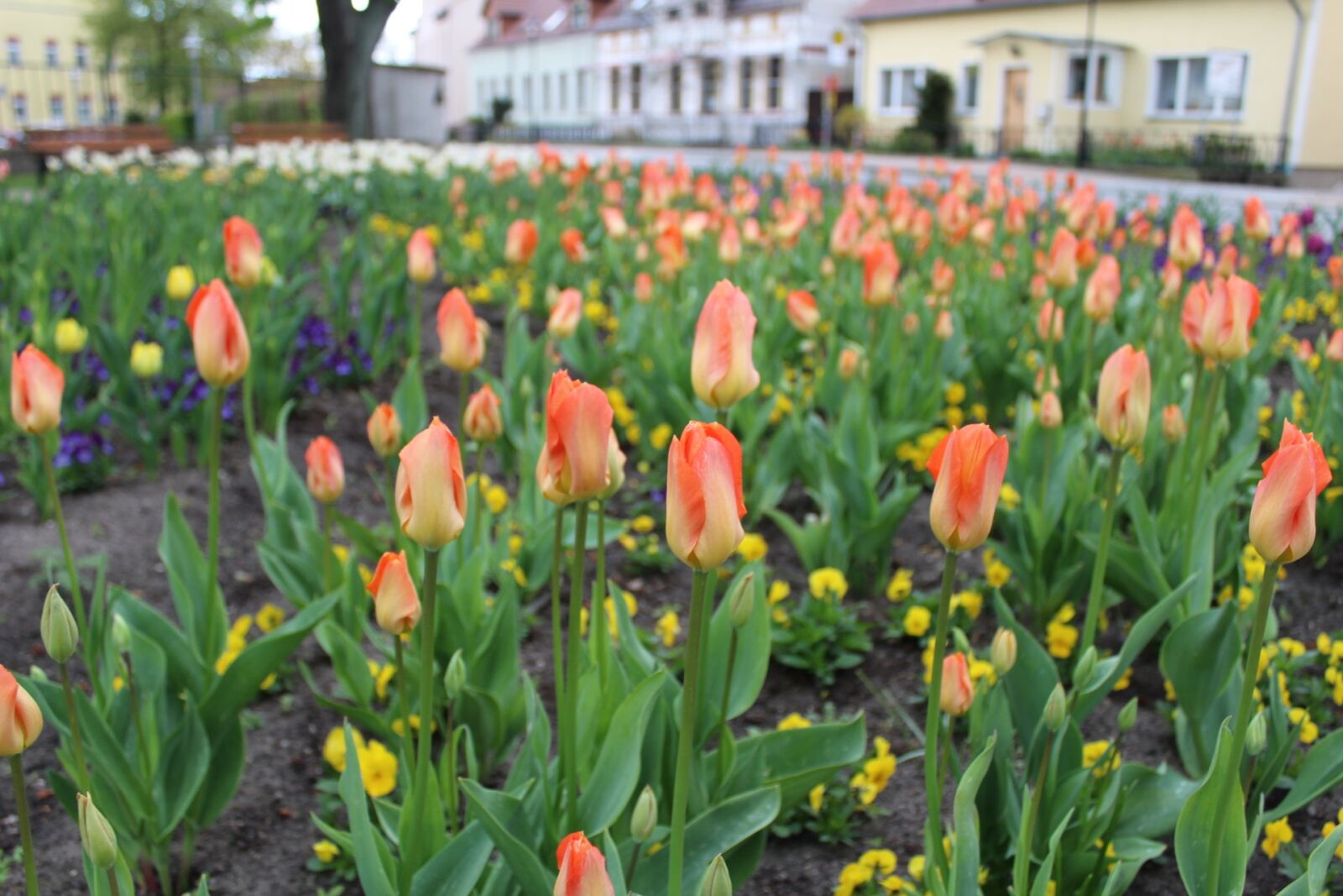 Canon EOS 1300D (EOS Rebel T6 / EOS Kiss X80) sample photo. Flowers, tulips, flower bed photography
