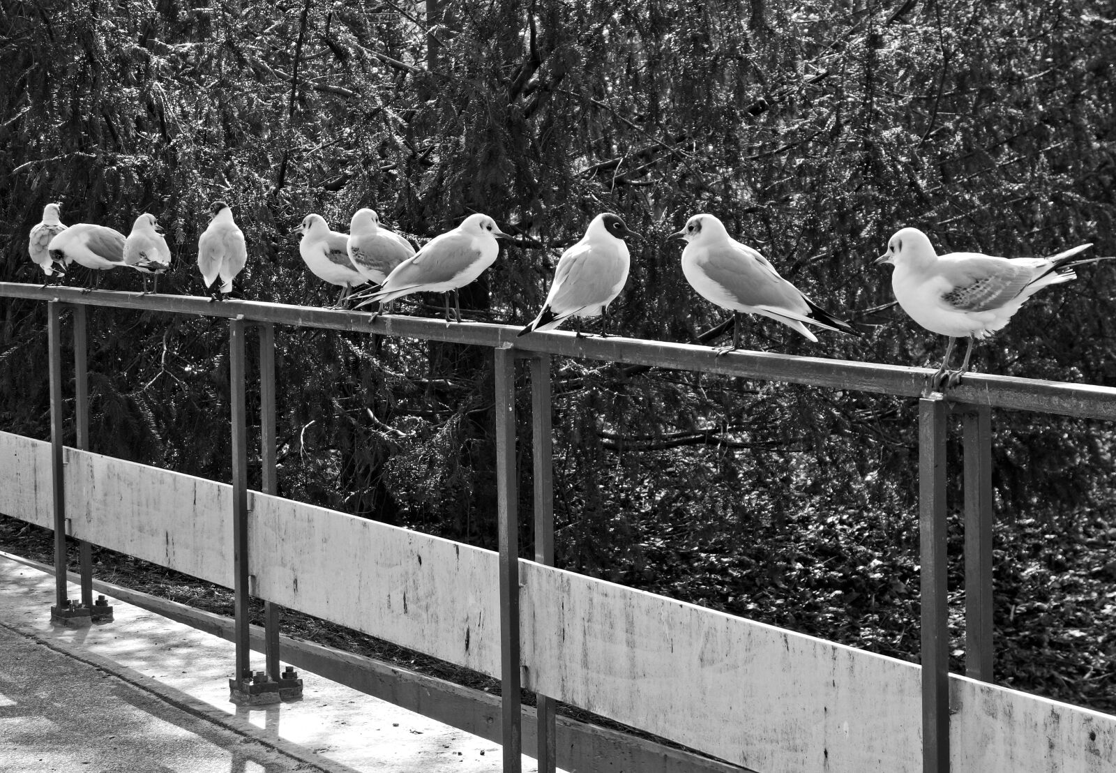 Sony Cyber-shot DSC-RX100 sample photo. Seagull, gull, bird photography