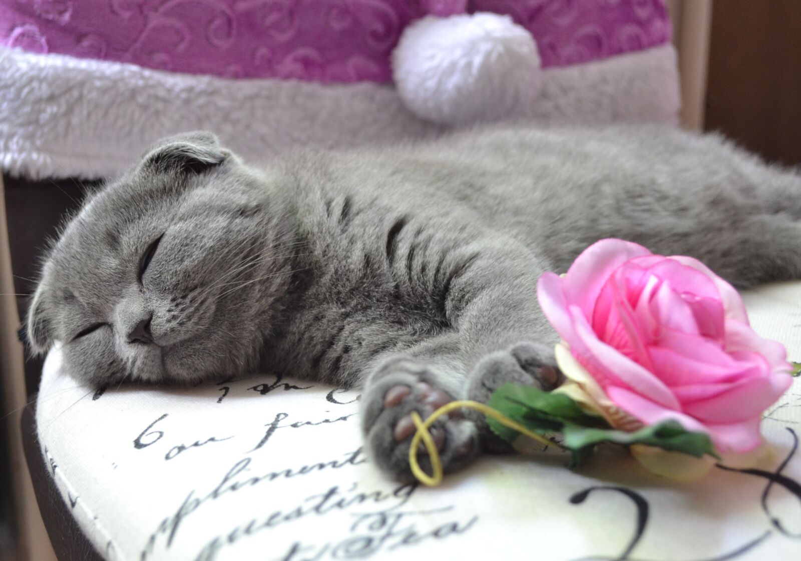 Nikon D3100 sample photo. Cat, kitten, young cat photography