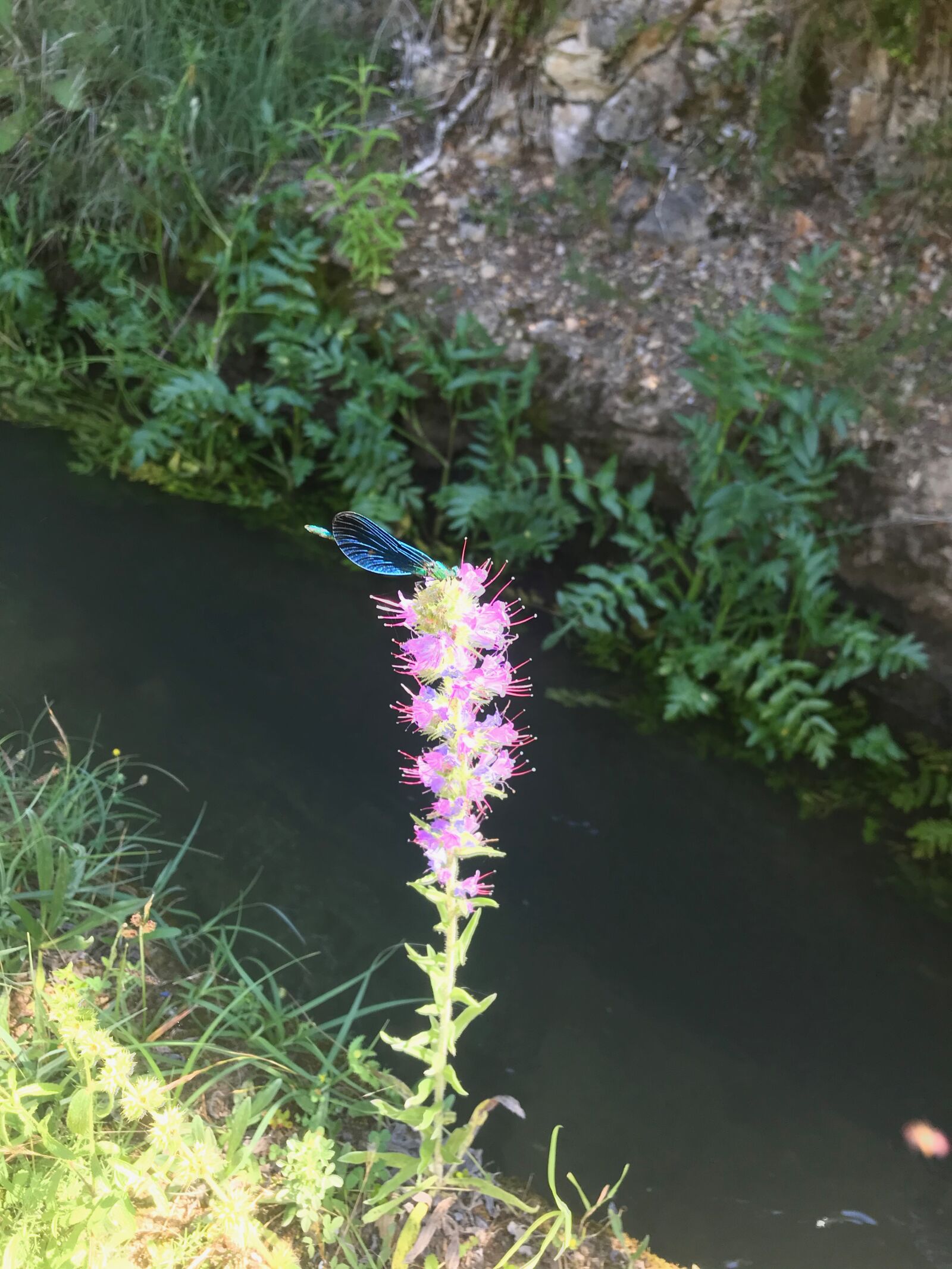 iPhone 7 back camera 3.99mm f/1.8 sample photo. Libelula, naturaleza, insect photography