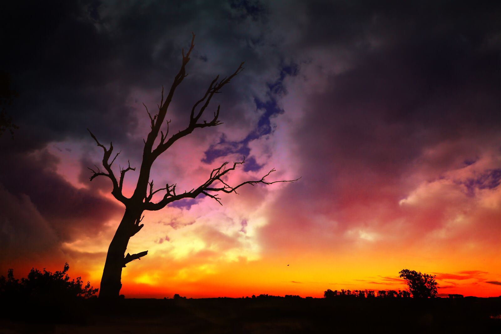 Nikon D5200 sample photo. Tree, landscape, nature photography