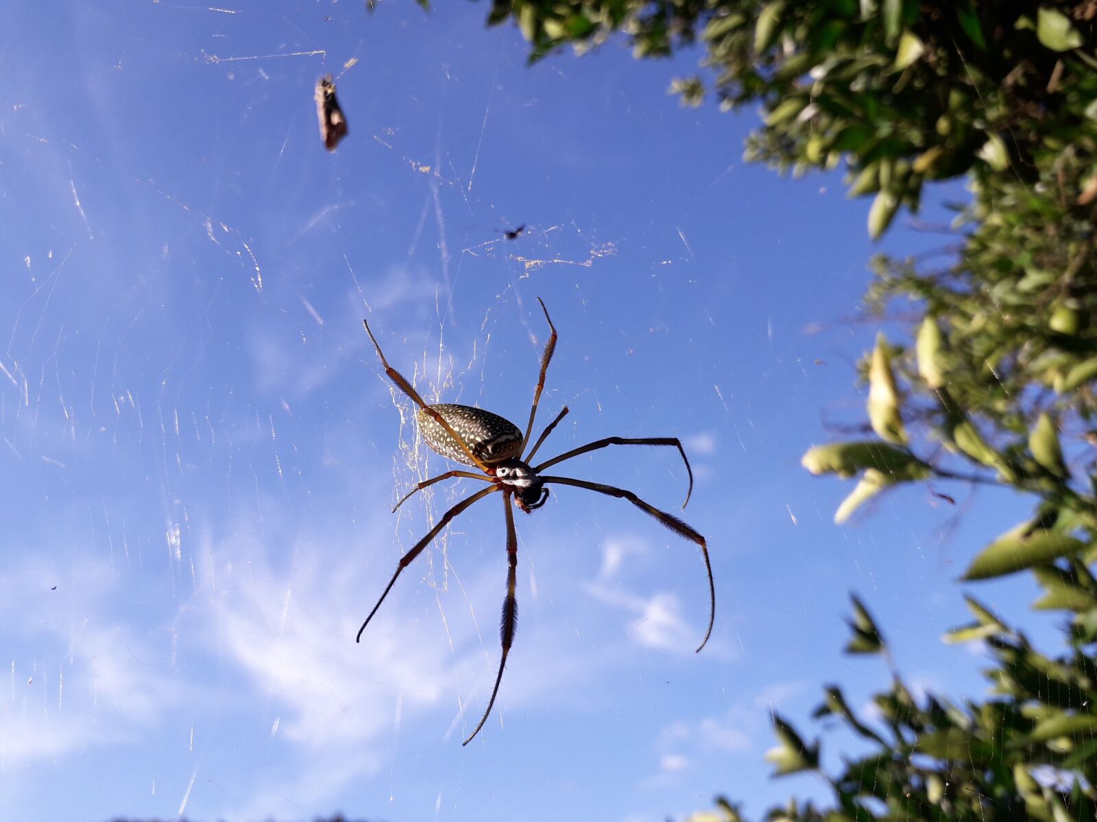 Samsung Galaxy J4 sample photo. Spider, webs, species photography