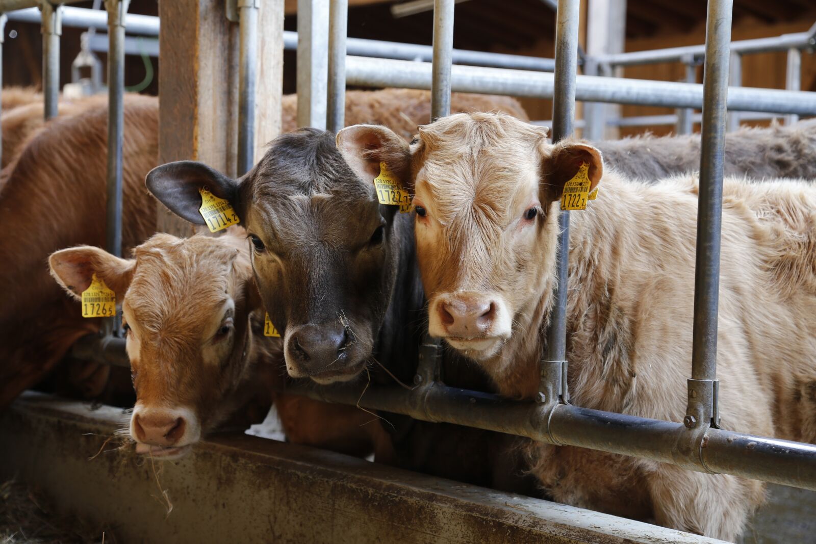Canon EOS 6D + Canon EF 24-105mm F4L IS USM sample photo. Calf, beef, cow photography