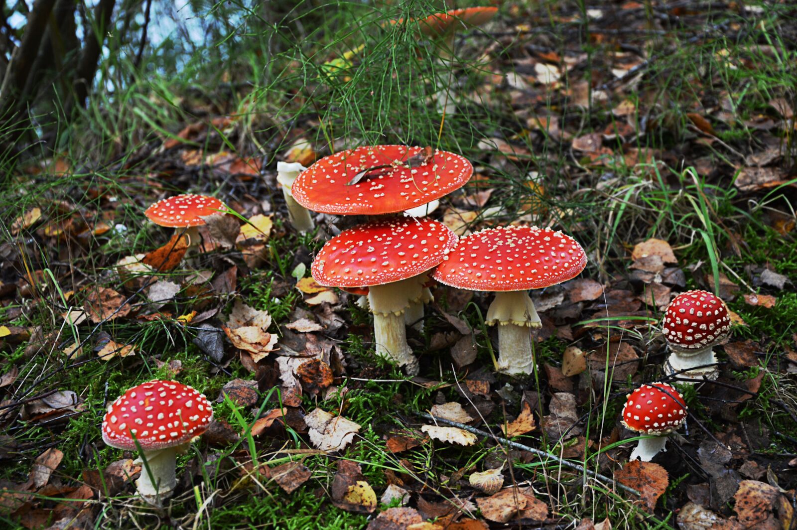 Nikon D3200 sample photo. Matryoshka, toxic, forest photography