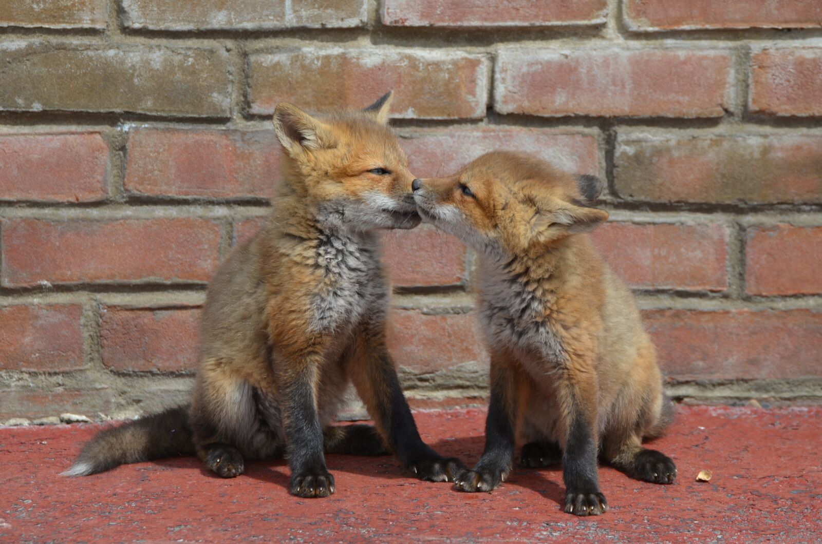 Nikon D5100 sample photo. Fox, kits, family photography