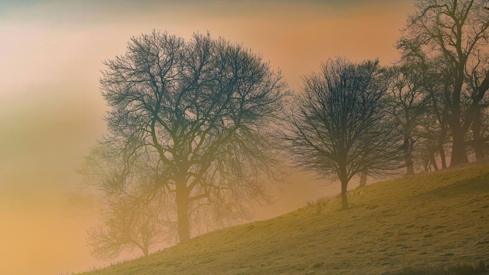 Nikon D3300 sample photo. Trees, landscape, dawn photography