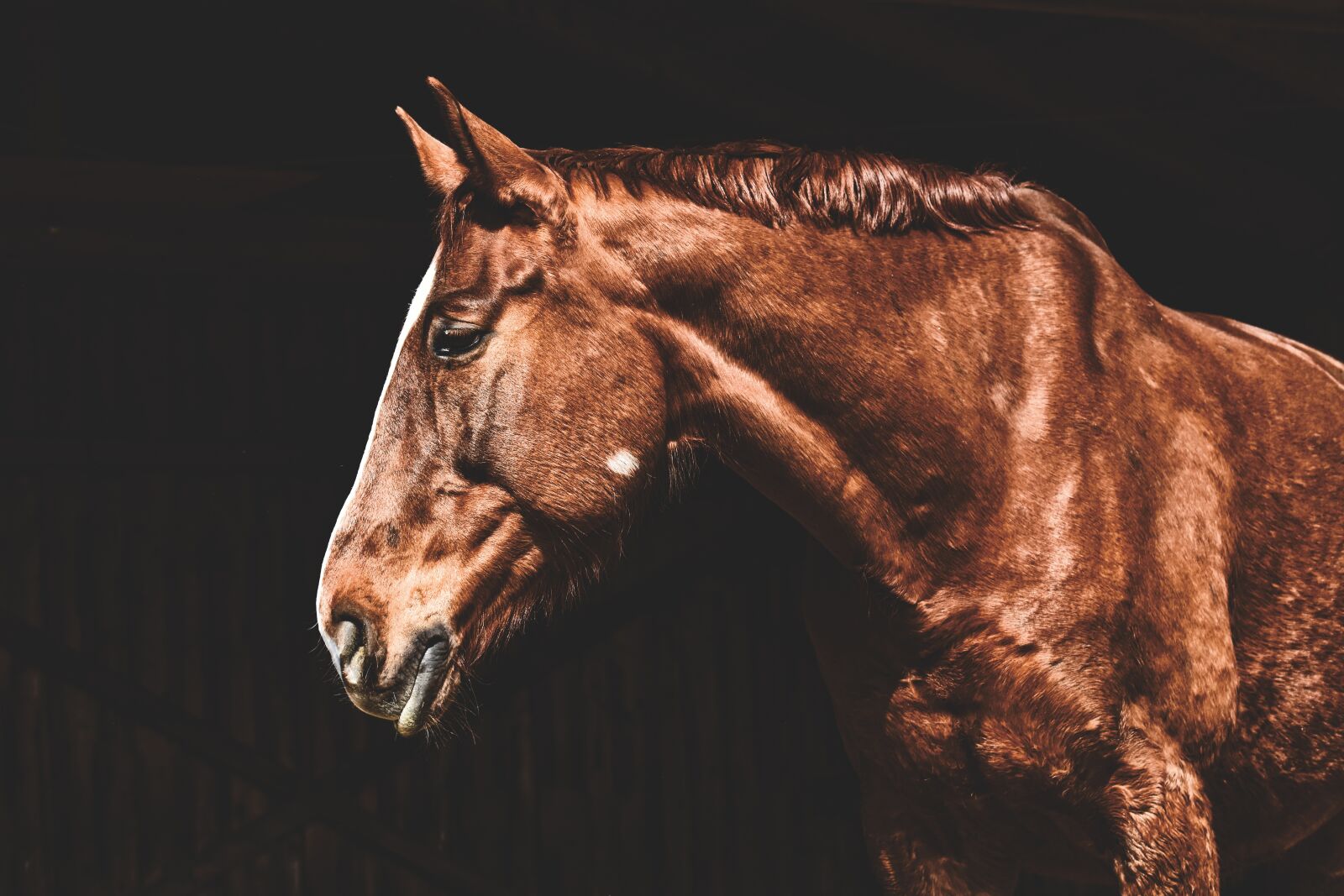 Nikon D7200 sample photo. Horse, brown, animal photography