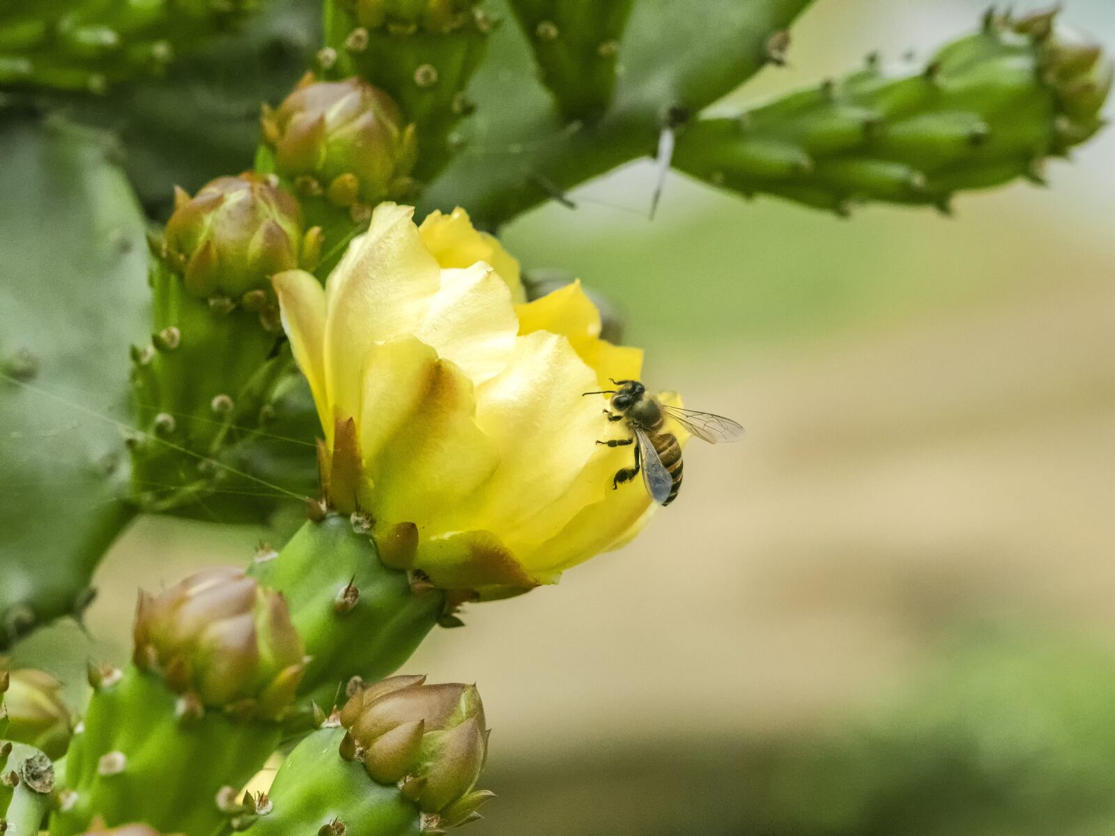 Olympus OM-D E-M1 Mark II sample photo. Flowers, sand, desert photography