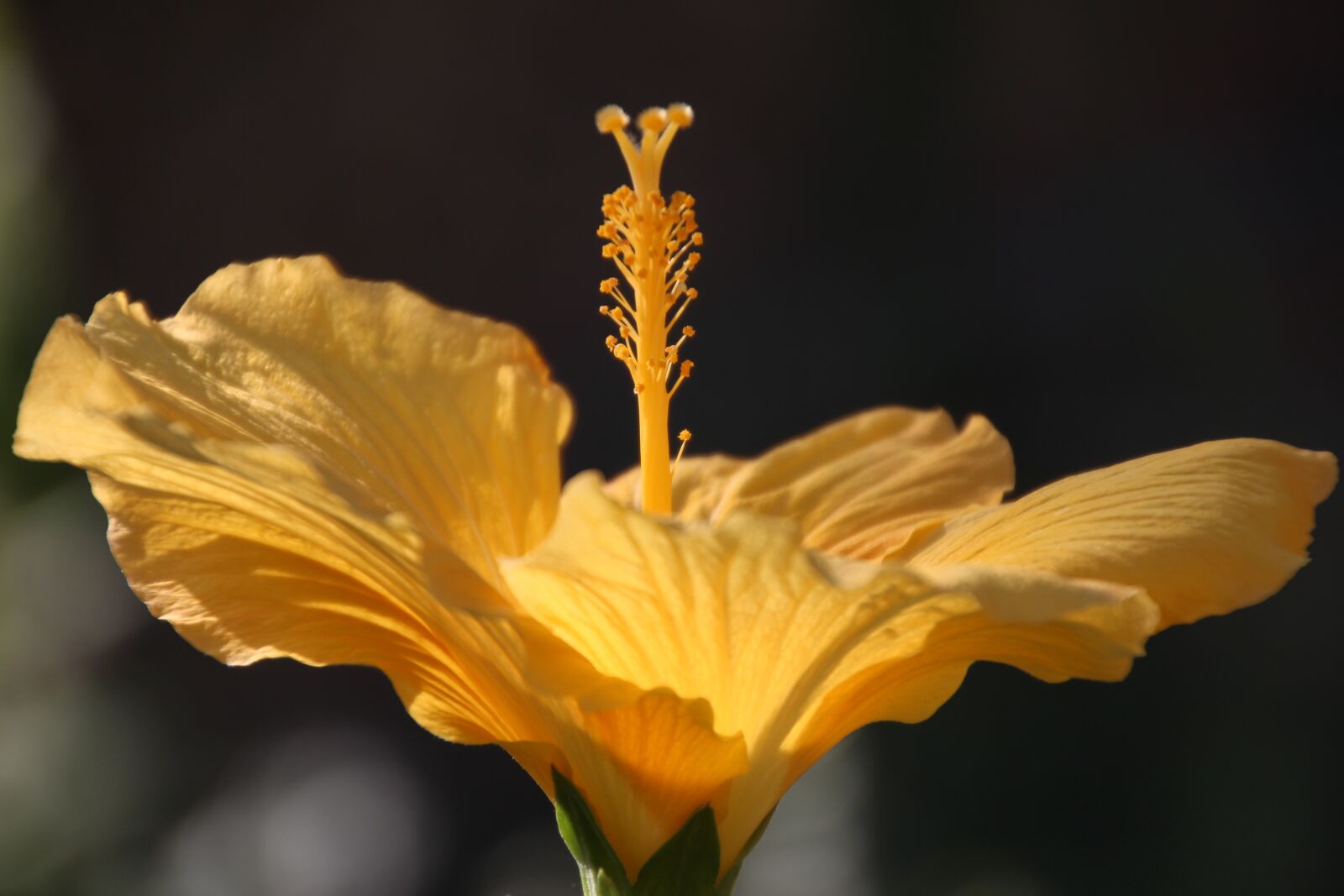 Canon EOS 600D (Rebel EOS T3i / EOS Kiss X5) sample photo. Blossom, bloom, hibiscus photography