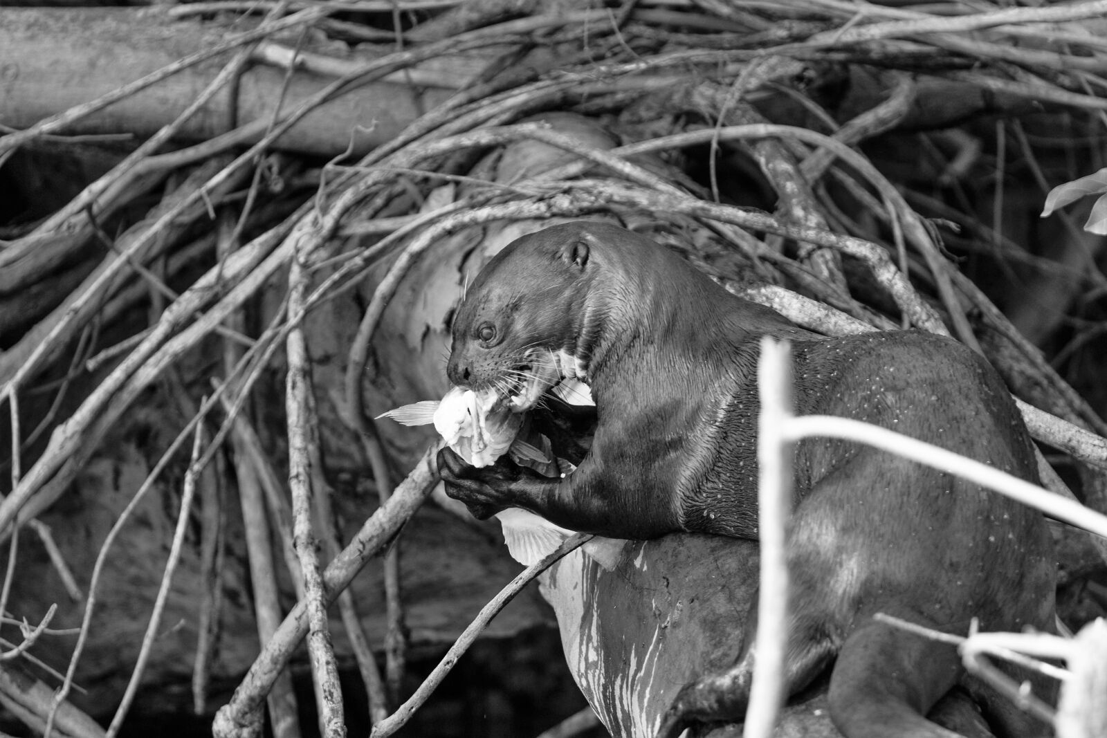 Canon EF 70-200mm F4L USM sample photo. Ariranha, pantanal, brasil photography