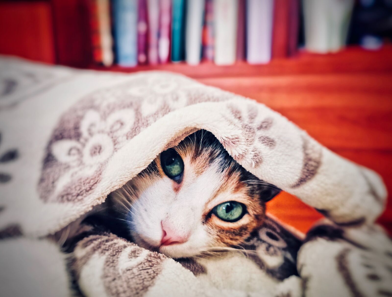 HUAWEI P30 Pro sample photo. Cat, feline, animal photography