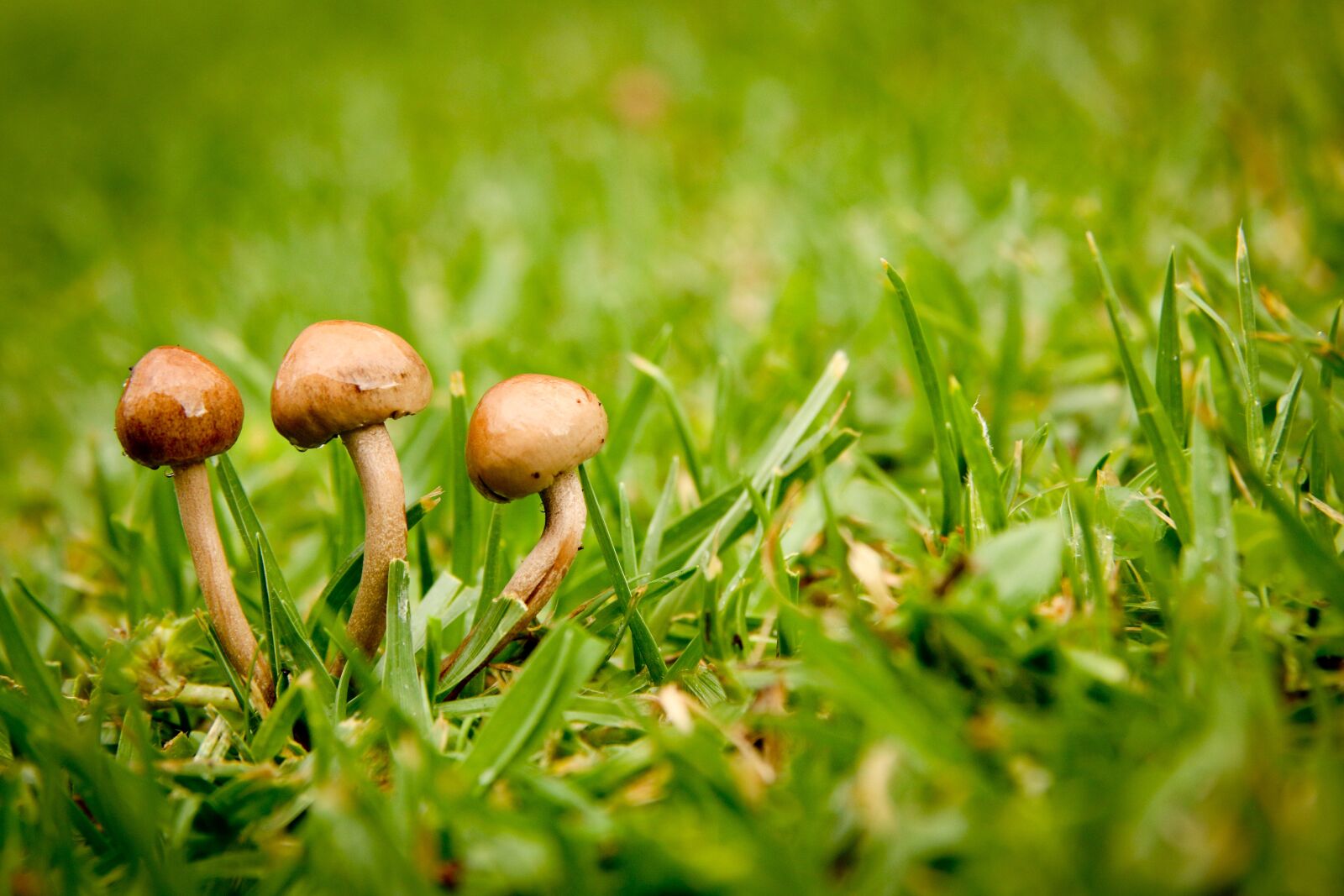 Canon EOS 70D sample photo. Close-up, field, fungus photography
