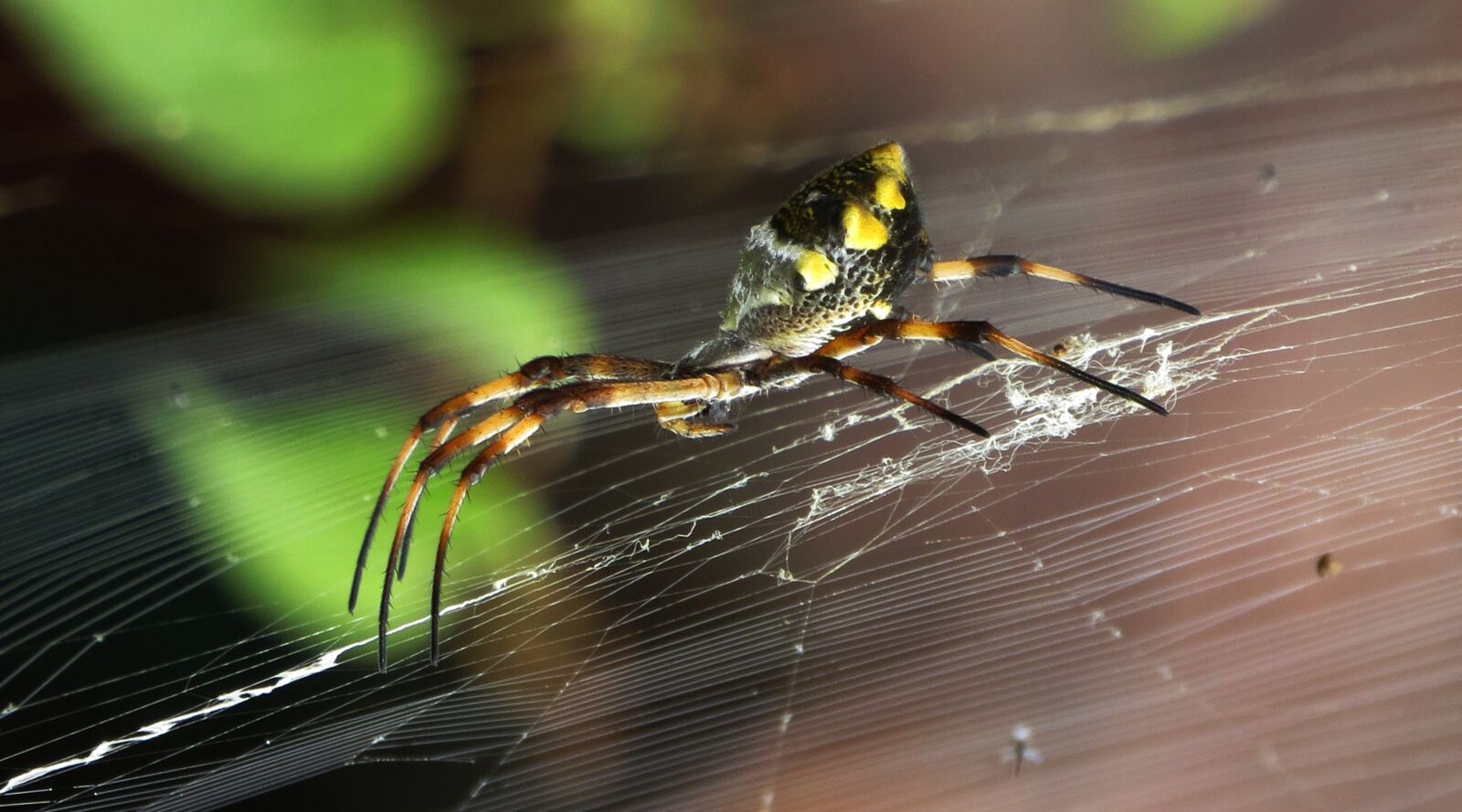 Canon PowerShot SX50 HS sample photo. Nature, insect, outdoors photography