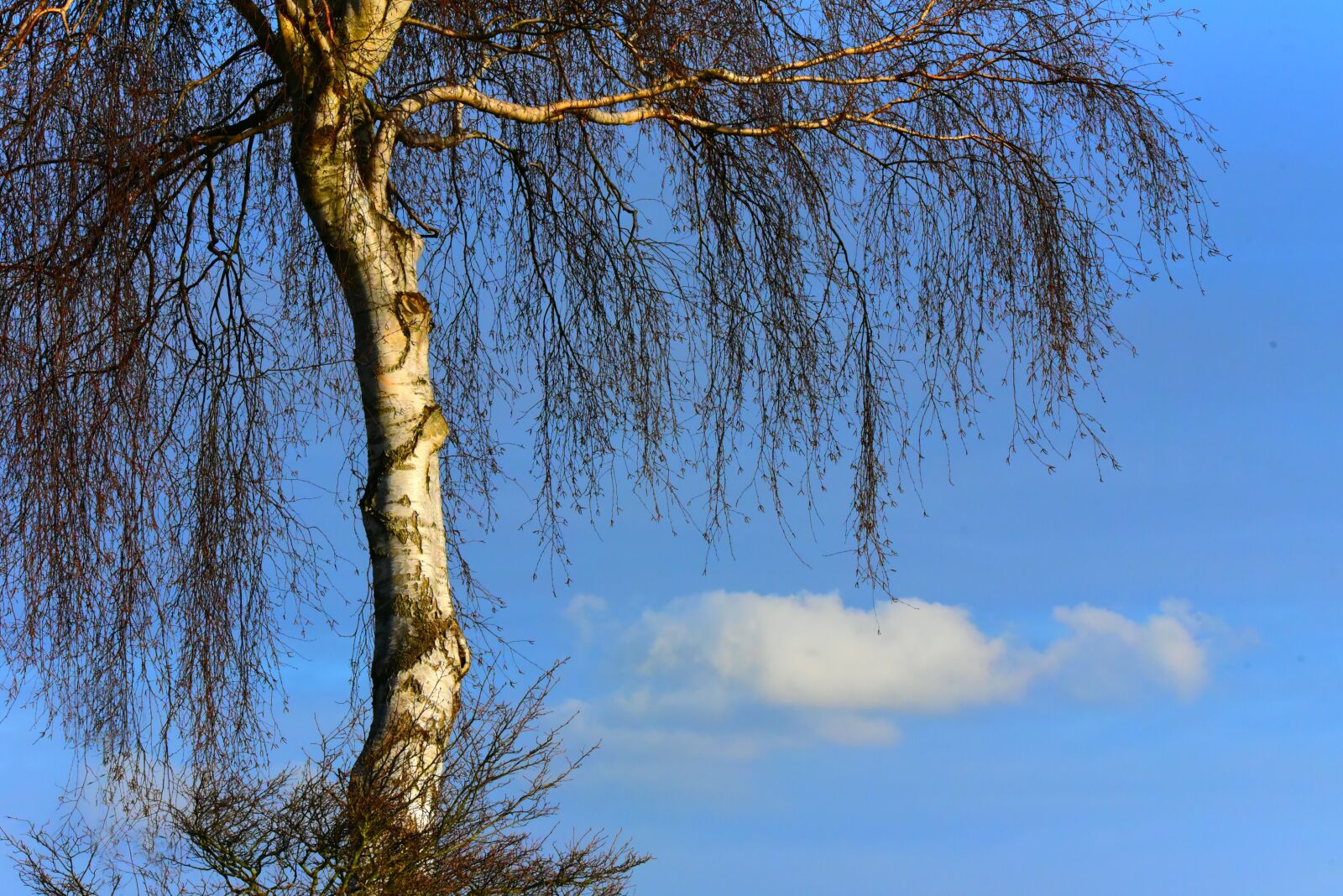 Nikon D750 sample photo. Birch tree, trunk, branches photography