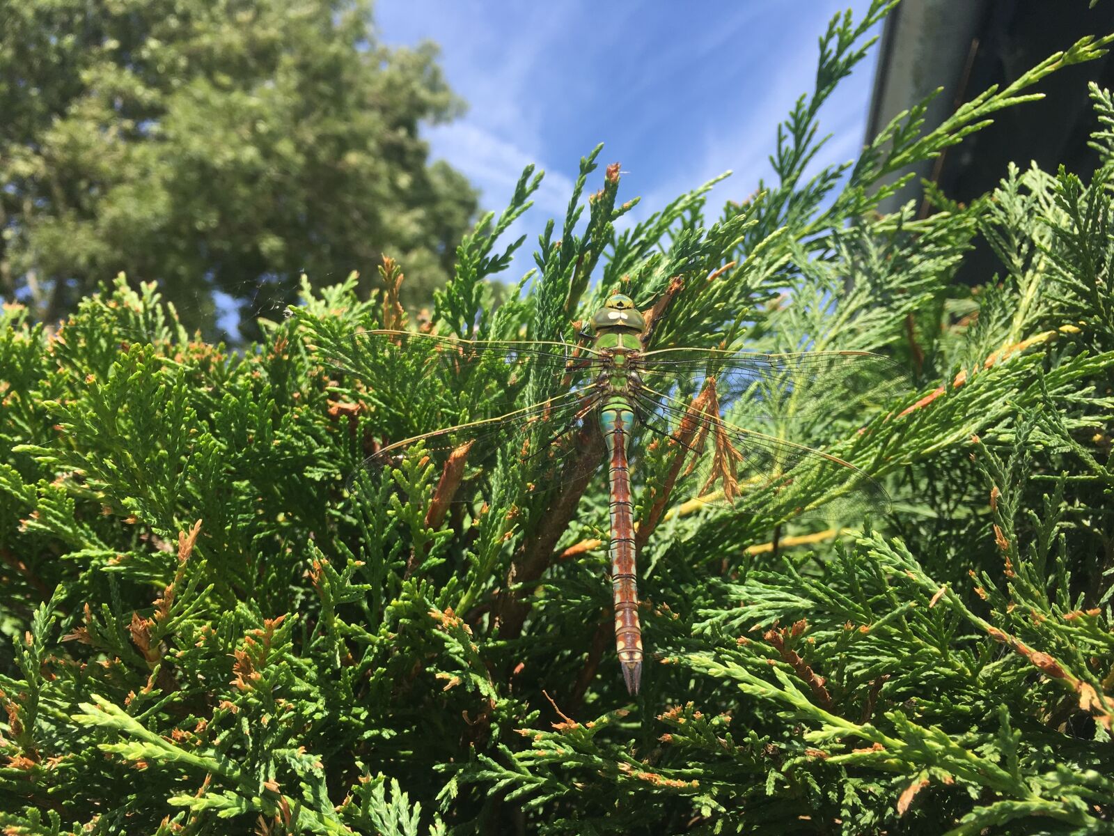 iPhone SE back camera 4.15mm f/2.2 sample photo. Dragonfly, green, summer photography