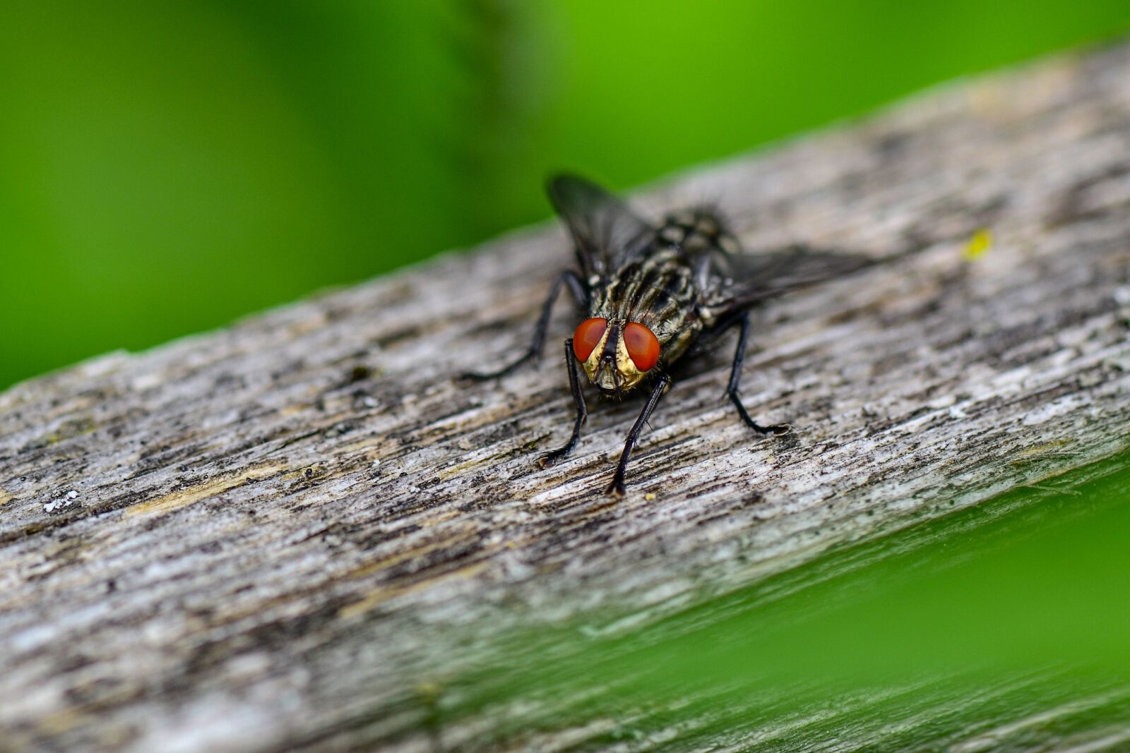 Nikon D3100 sample photo. Bluebottle, insect, nature photography