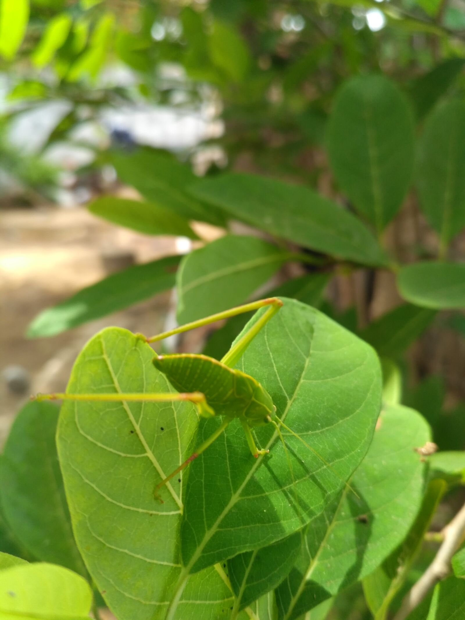 Xiaomi Redmi 3S sample photo