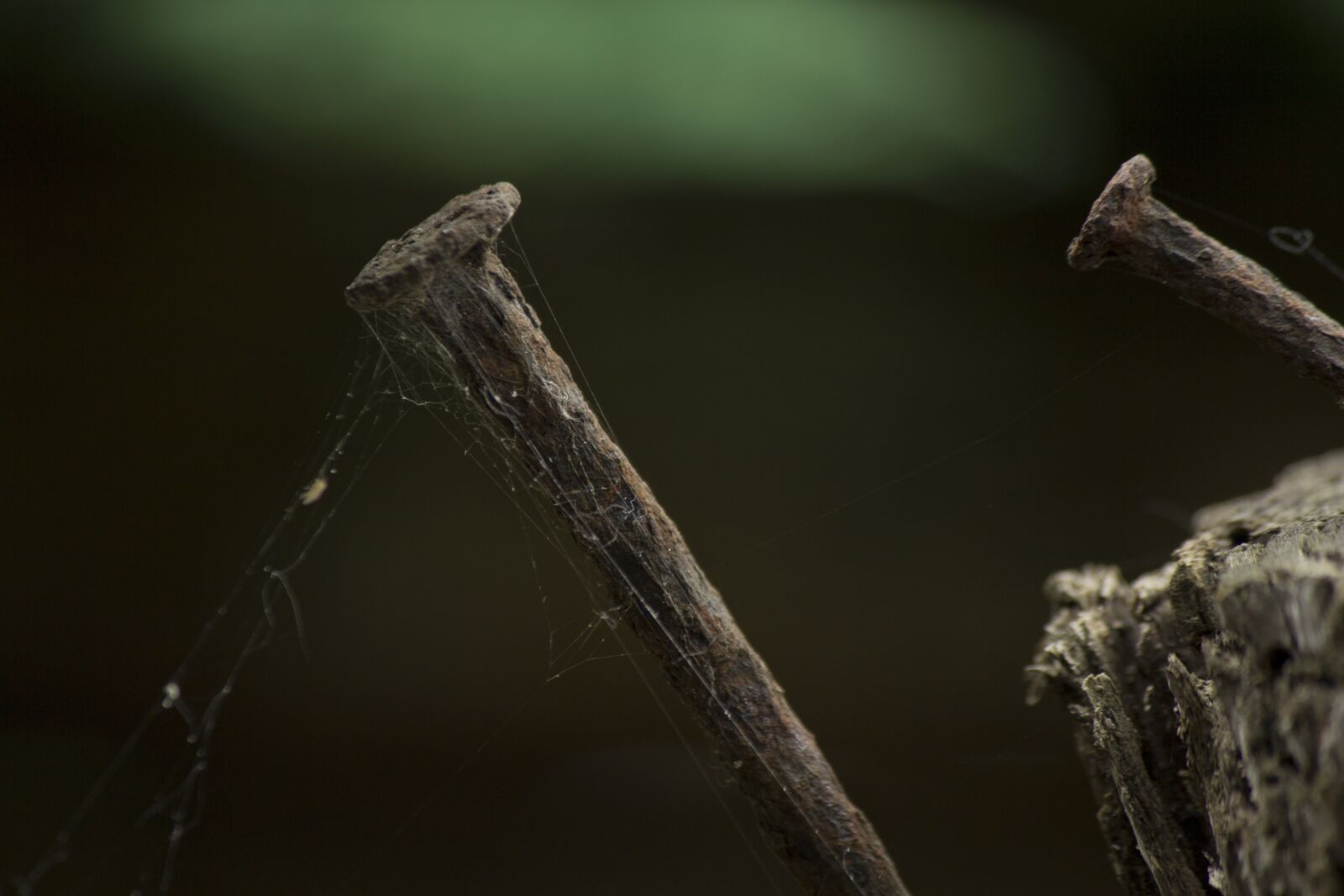 Canon EOS 600D (Rebel EOS T3i / EOS Kiss X5) sample photo. Nature, insect, invertebrate photography