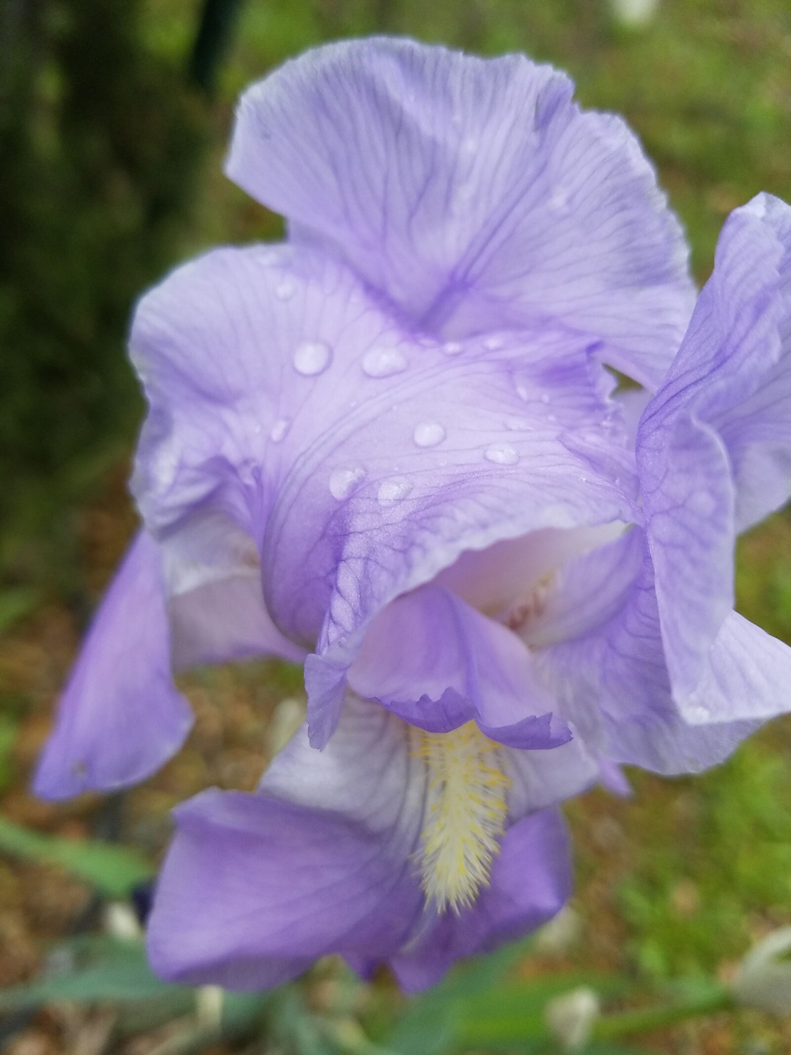 Samsung Galaxy S7 Edge sample photo. Purple, flower, dew photography