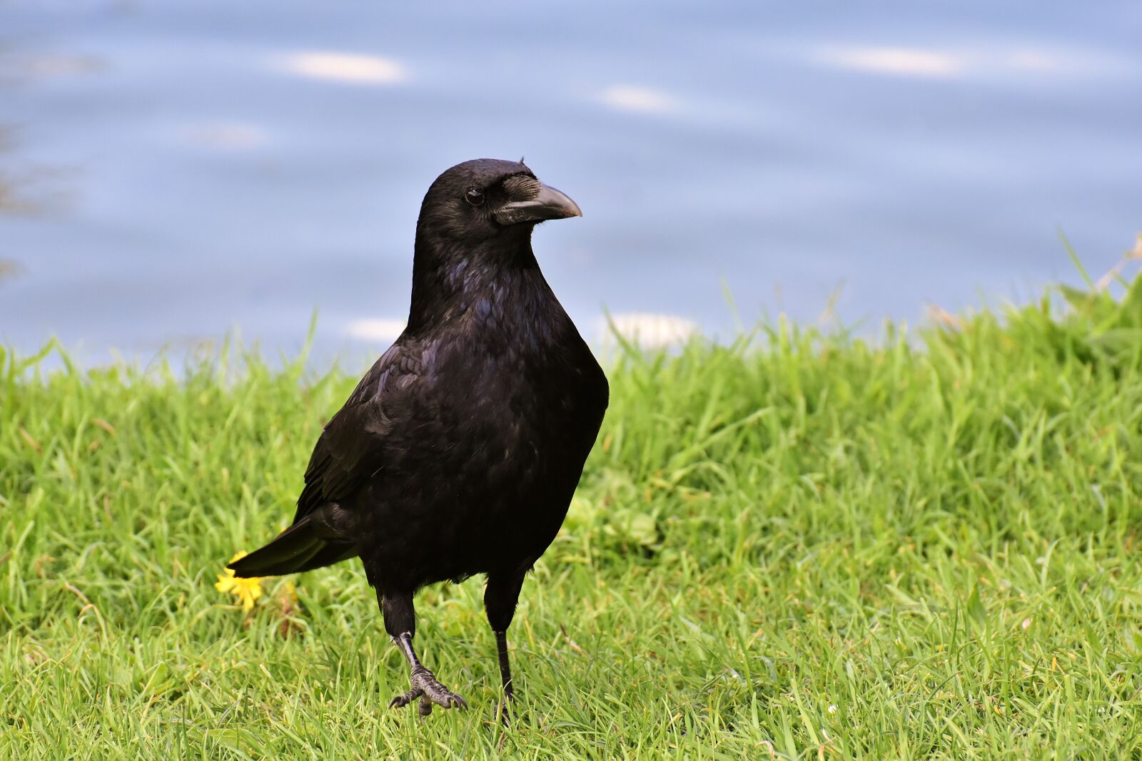 Nikon D7200 sample photo. Crow, raven bird, raven photography