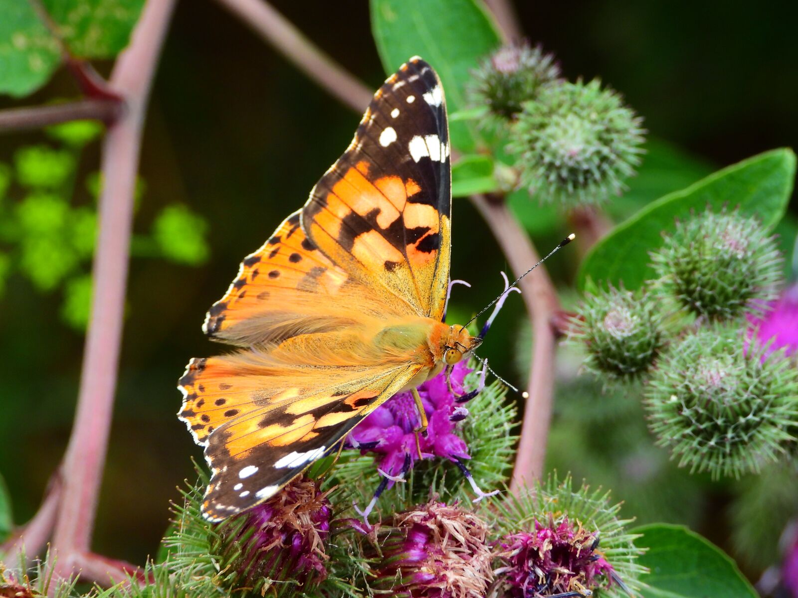 Nikon Coolpix P1000 sample photo. Rusa ka osetnik, butterfly photography