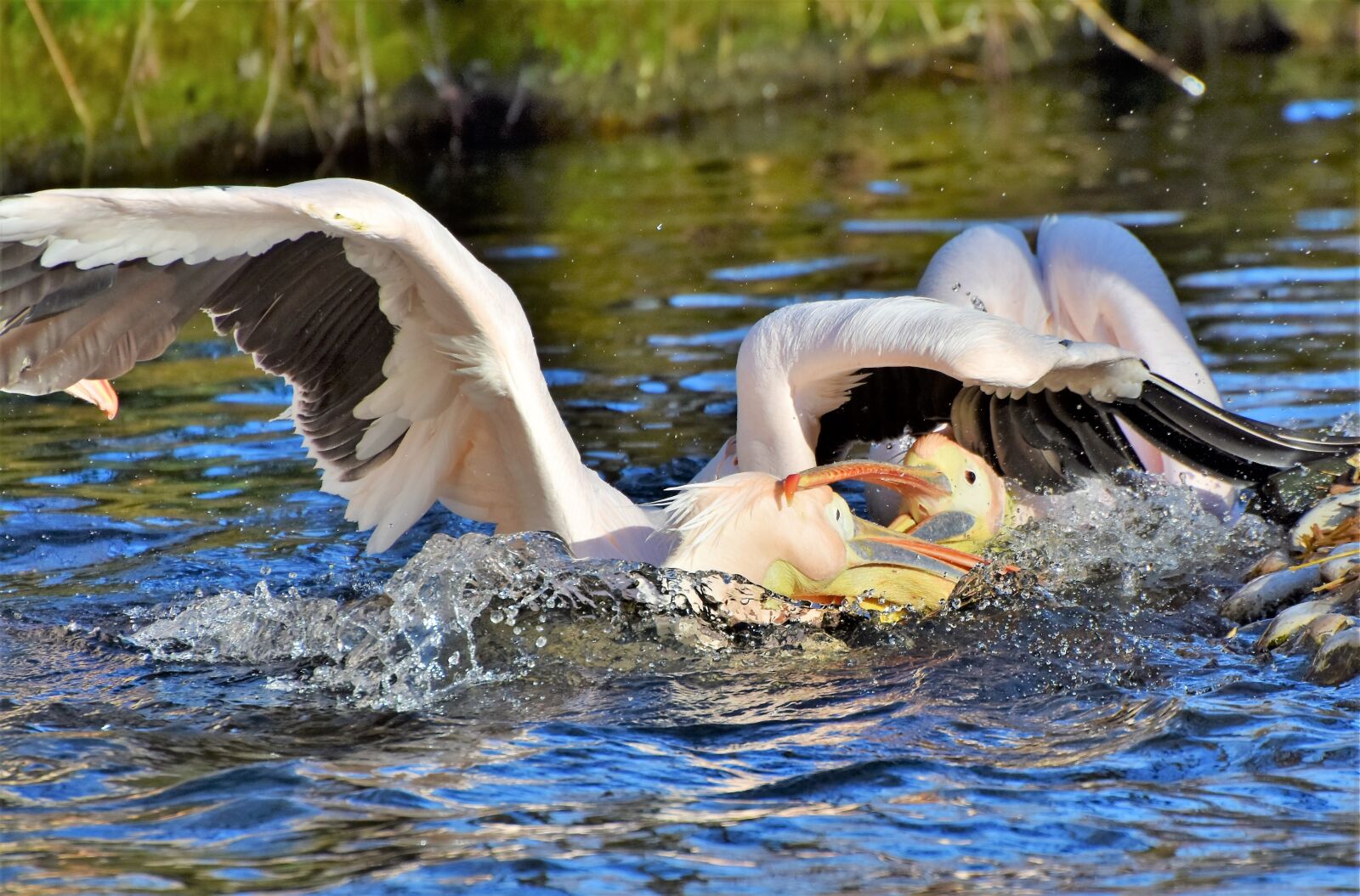 Nikon D7200 sample photo. Pelikan, water bird, pink photography
