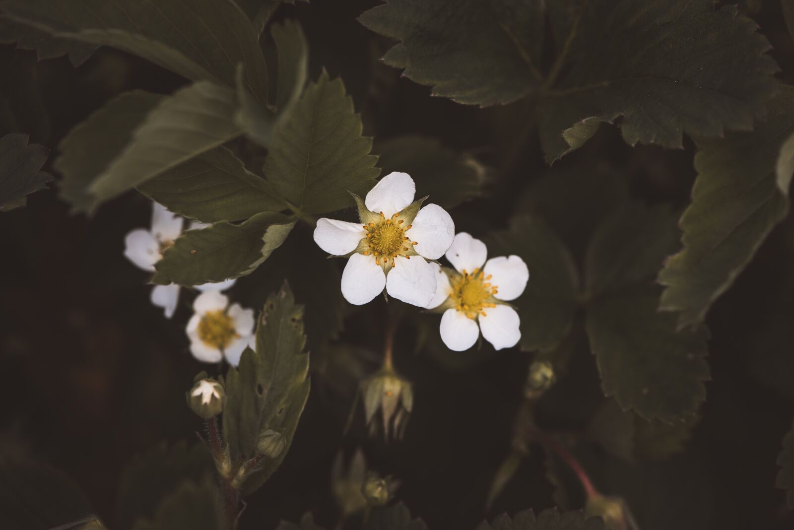 Nikon D750 sample photo. Strawberry flowers, flowers, white photography