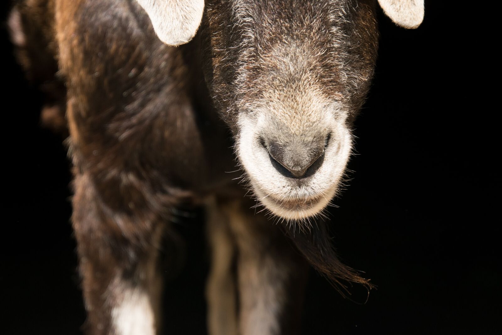 Nikon D3300 sample photo. Mammal, animal, animal world photography