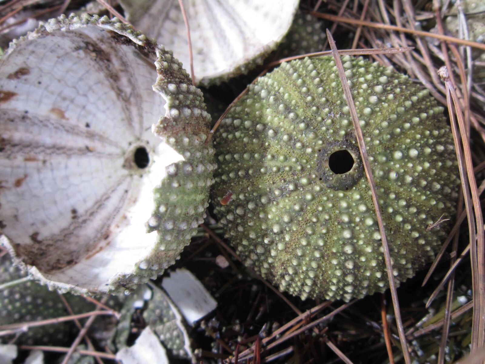 Canon PowerShot A3200 IS sample photo. Shell, daylight, ground, plant photography