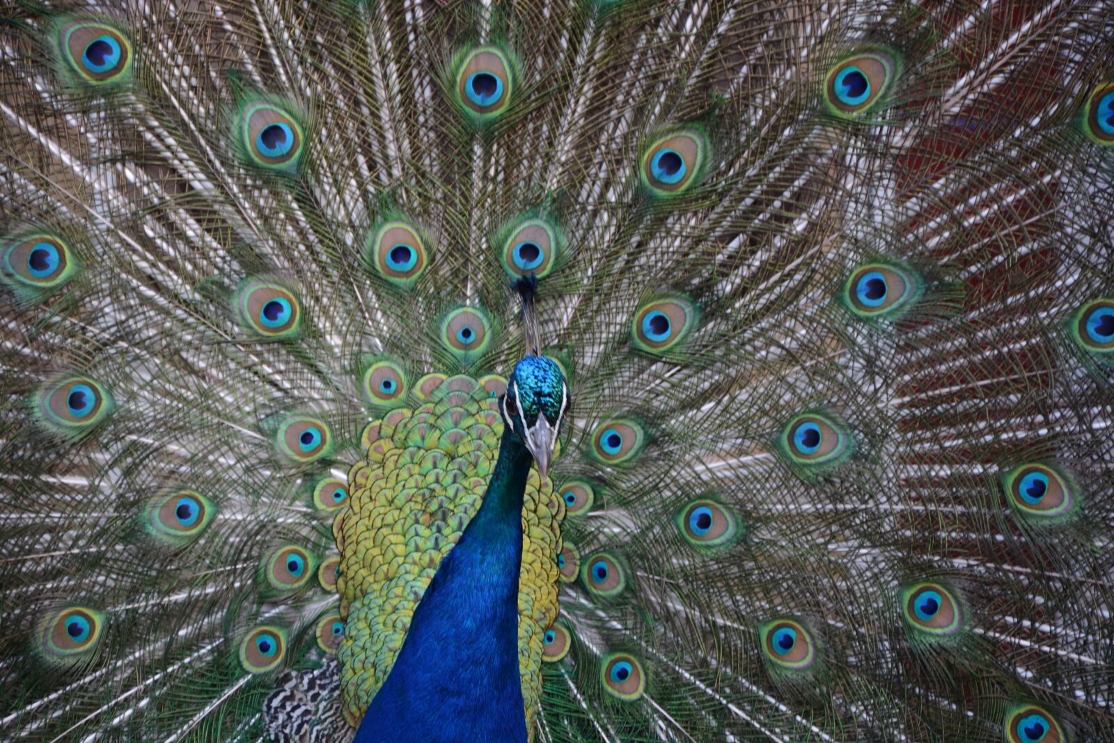Nikon D7100 sample photo. Peacock, blue, green photography