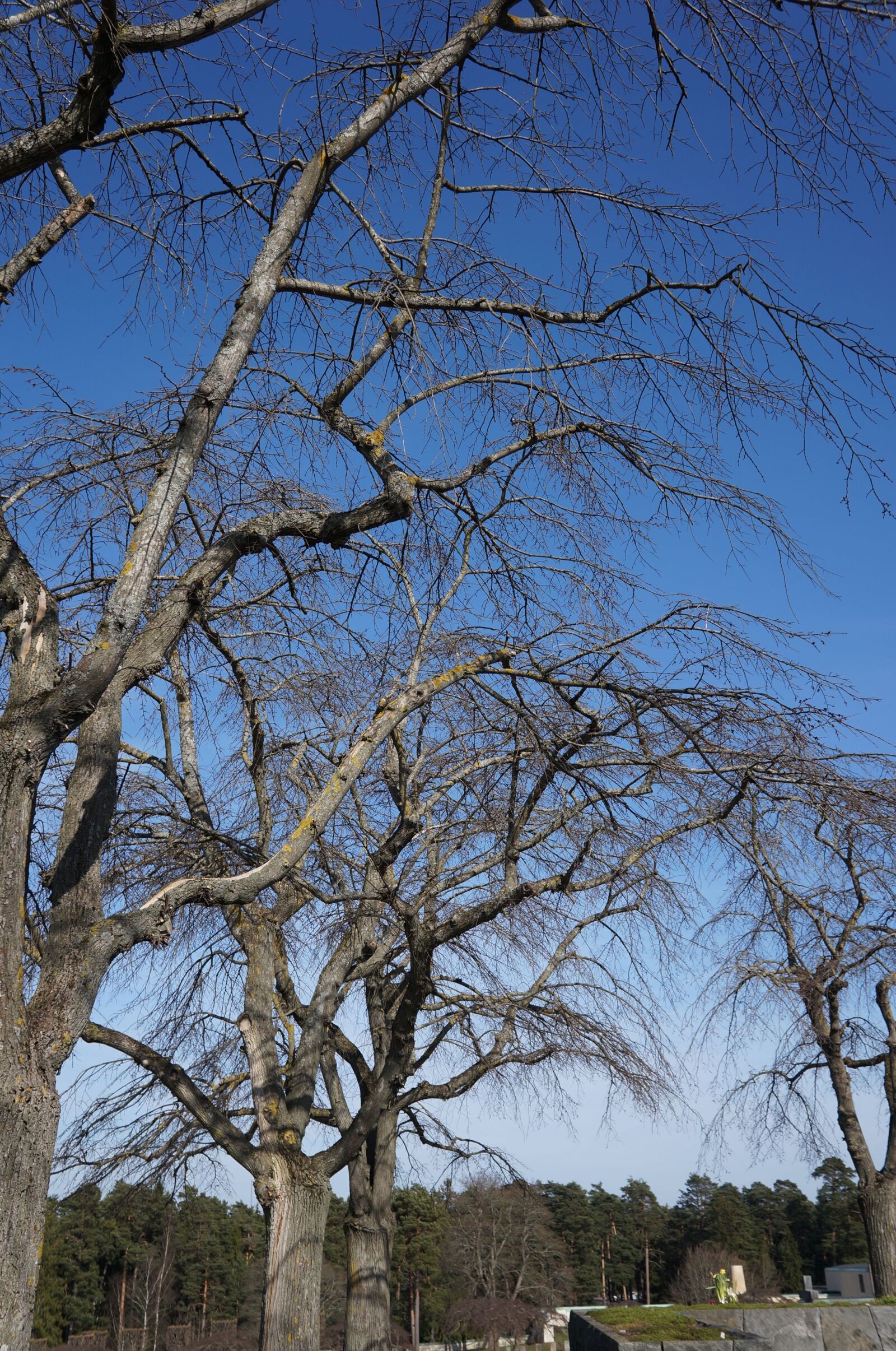 Sony Alpha NEX-5N + Sony E 18-55mm F3.5-5.6 OSS sample photo. Threaded, branches, without leaves photography