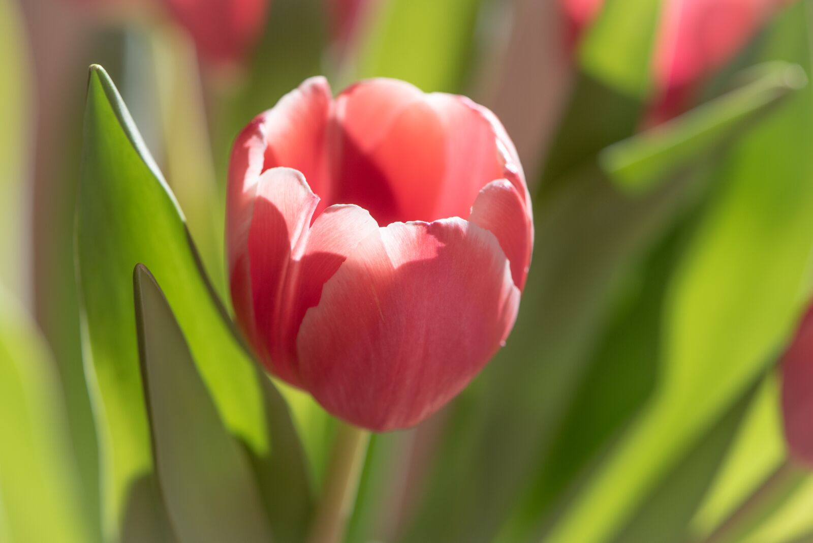 Nikon D750 sample photo. Tulip, flower, spring photography