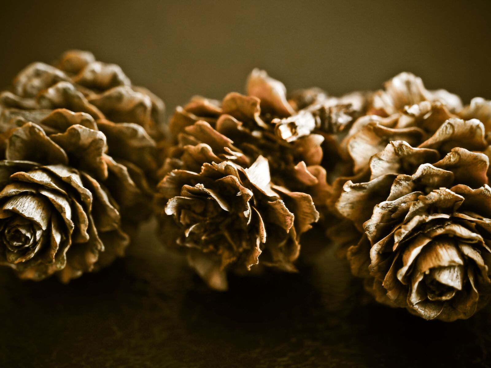 Olympus OM-D E-M10 sample photo. Pine cones, fir tree photography