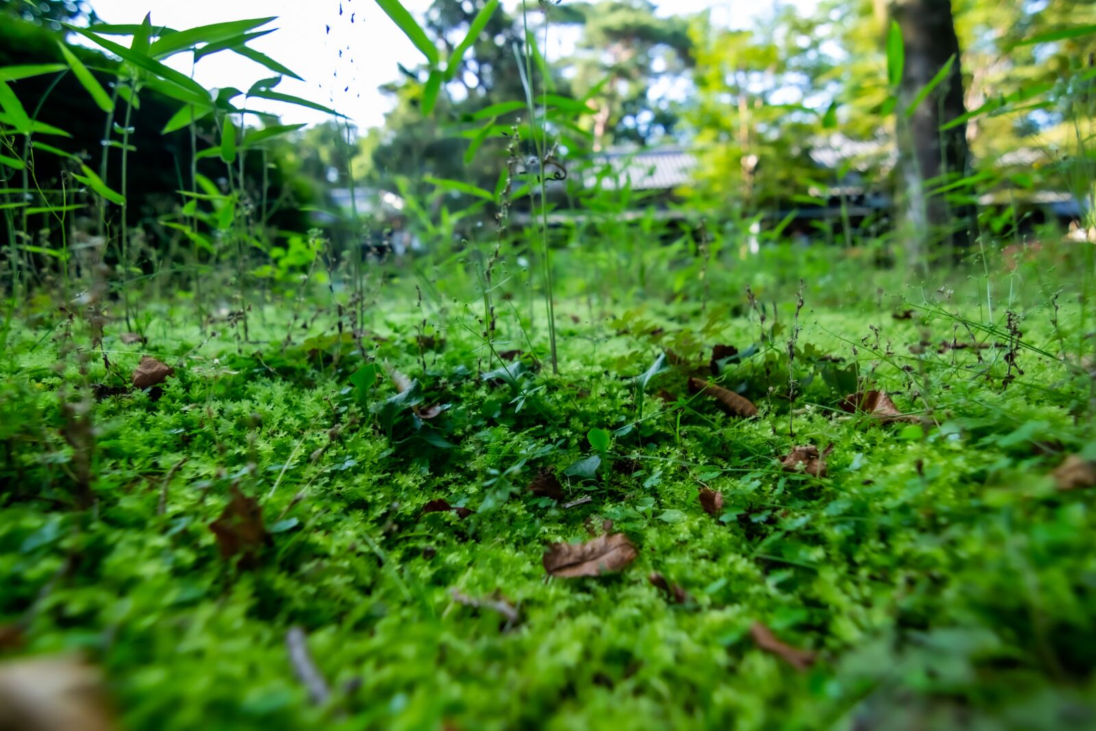 Canon EOS 100D (EOS Rebel SL1 / EOS Kiss X7) sample photo. Forest, grass, wood photography