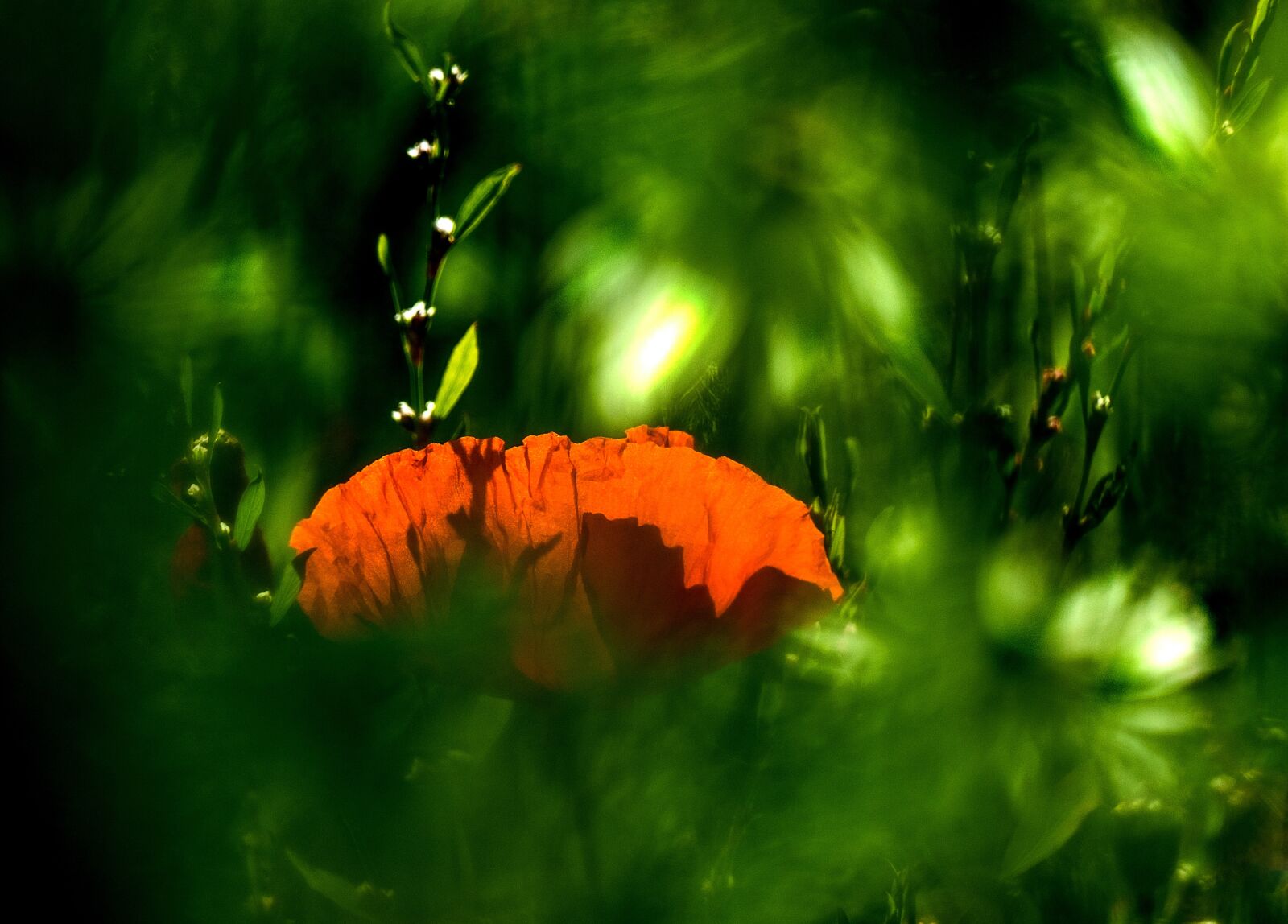 Panasonic Lumix DMC-FZ1000 sample photo. Poppy, poppy flower, field photography