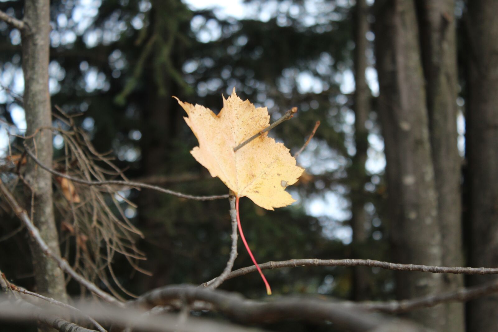 Canon EOS 1200D (EOS Rebel T5 / EOS Kiss X70 / EOS Hi) sample photo. Fall, colors, red photography