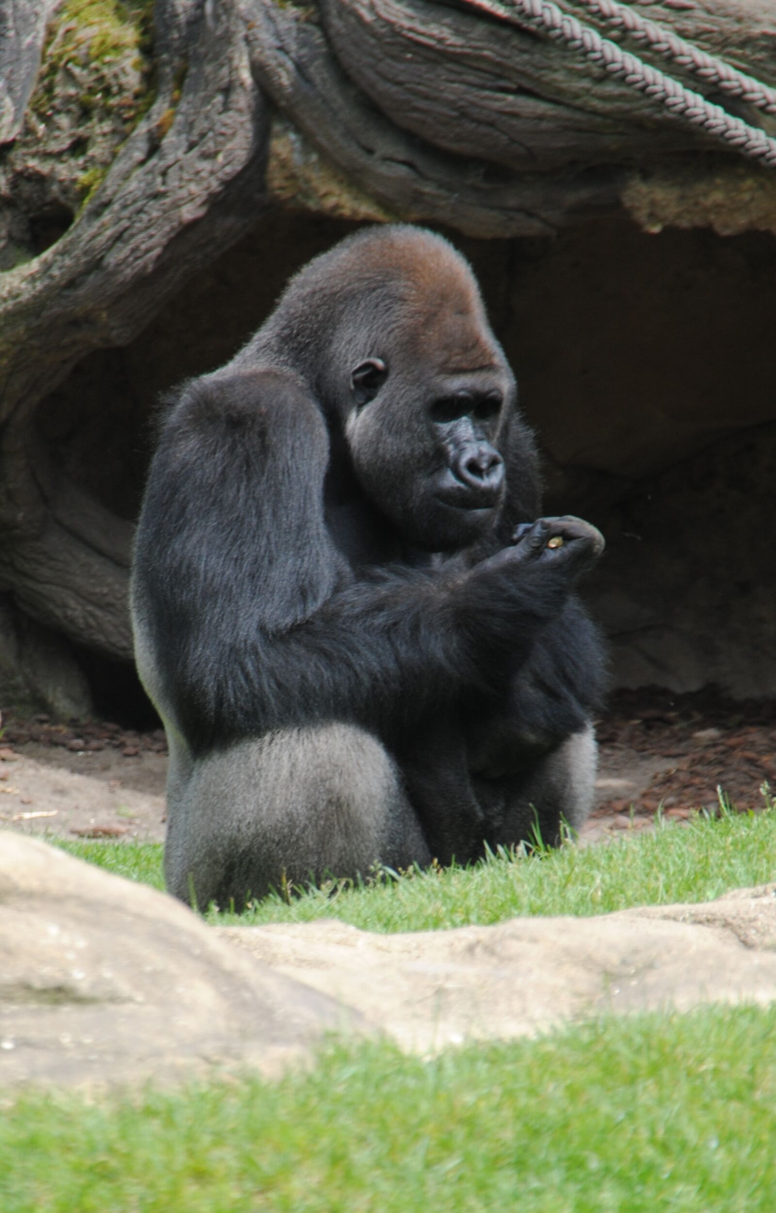 Nikon D3000 sample photo. Animal, monkey, zoo photography