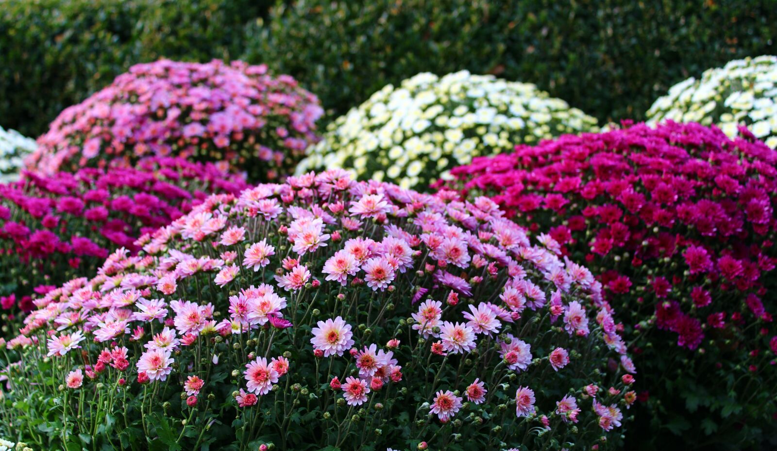 Canon EOS 2000D (EOS Rebel T7 / EOS Kiss X90 / EOS 1500D) sample photo. Chrysanthemums, chrysanthemum, bloom photography