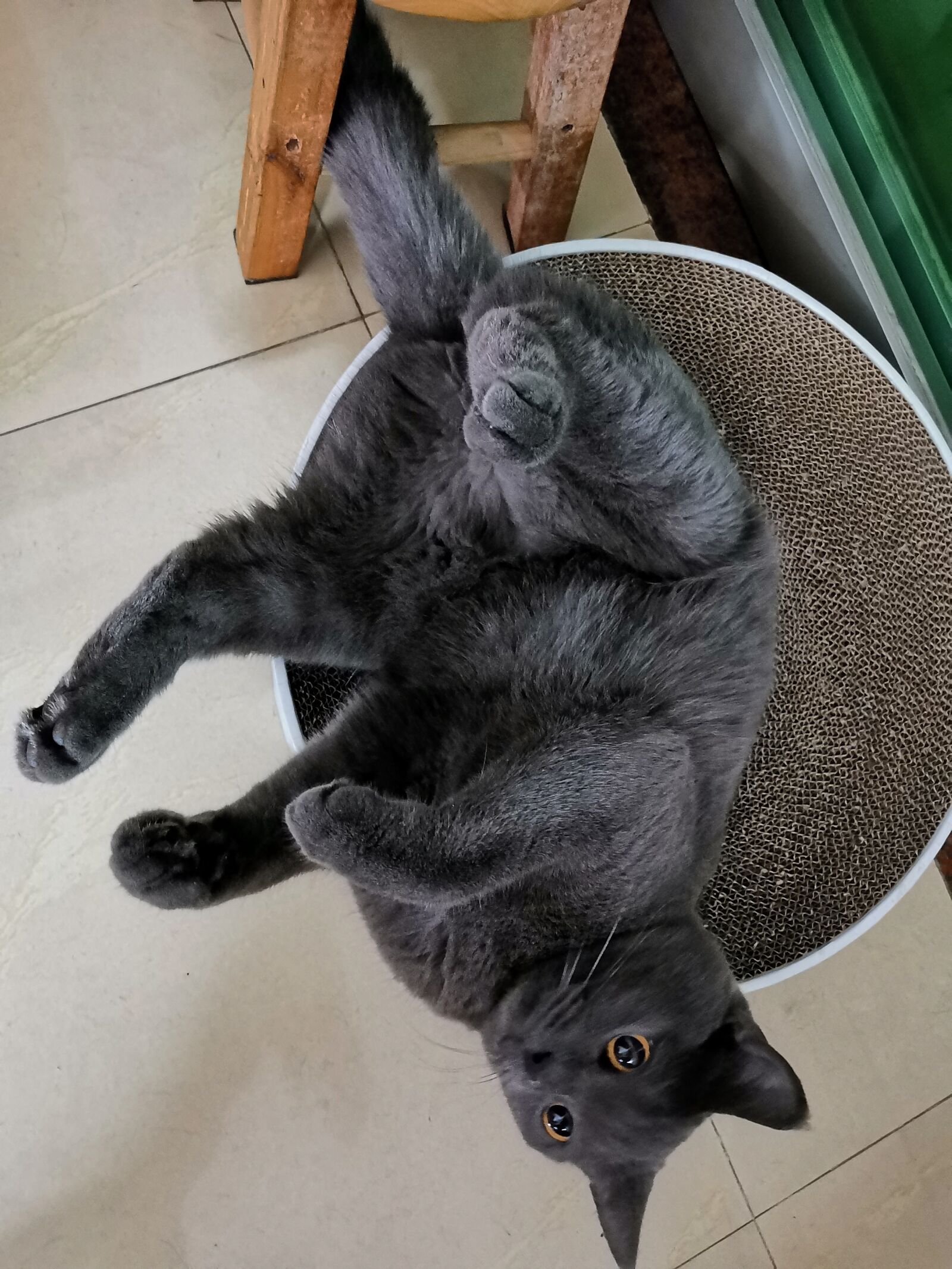 HUAWEI Mate 20 Pro sample photo. Cat, blue cat, british photography