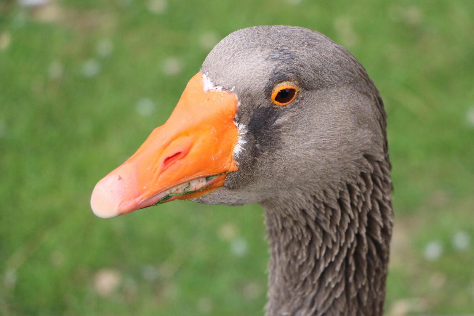 Canon EOS 70D sample photo. Goose, greylag goose, bird photography
