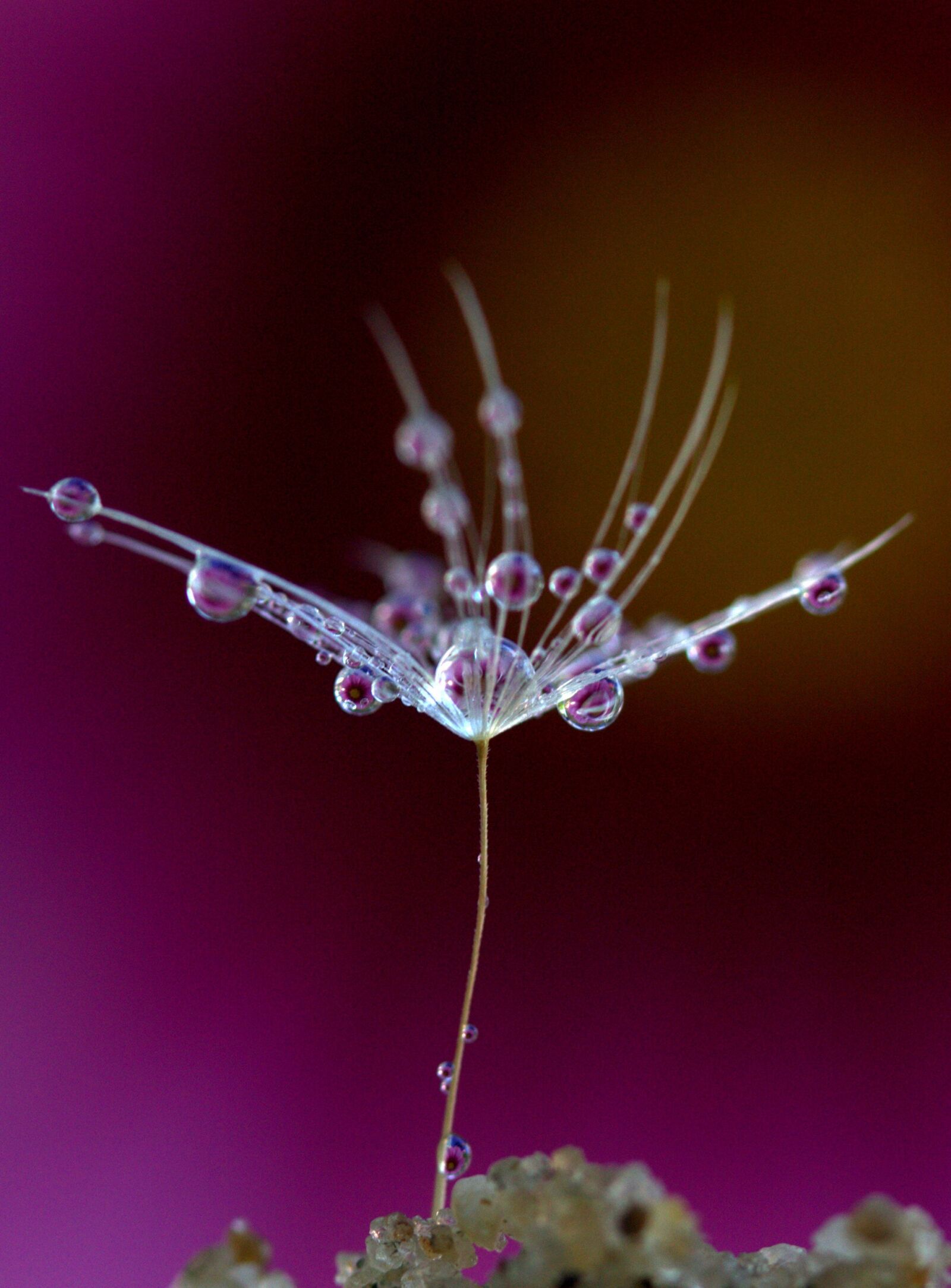 Canon EF-S 60mm F2.8 Macro USM sample photo. Dandelion, drops, plant photography