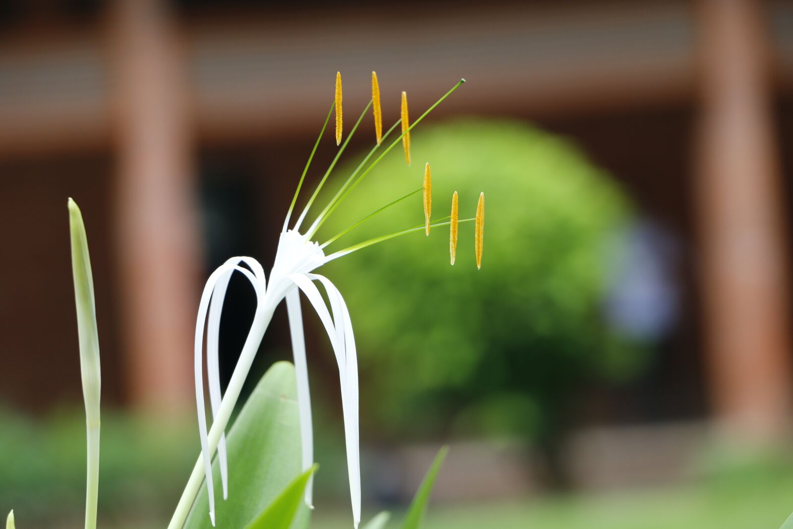 Canon EOS 70D sample photo. Nature, flora, outdoors photography