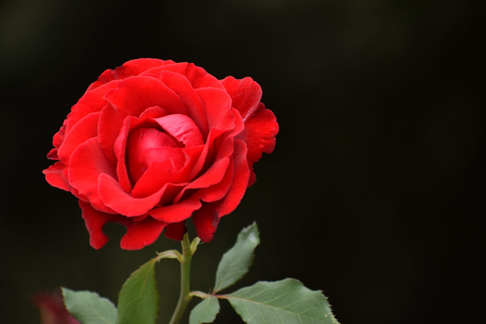 Nikon D3300 sample photo. Red rose, love symbol photography