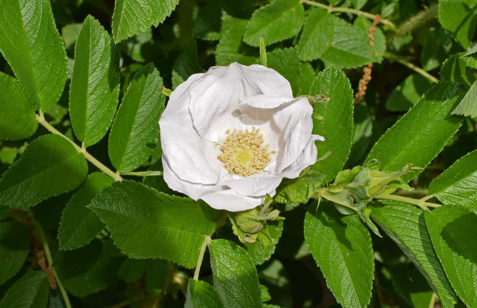 Nikon D3300 sample photo. White rose, rugosa rose photography