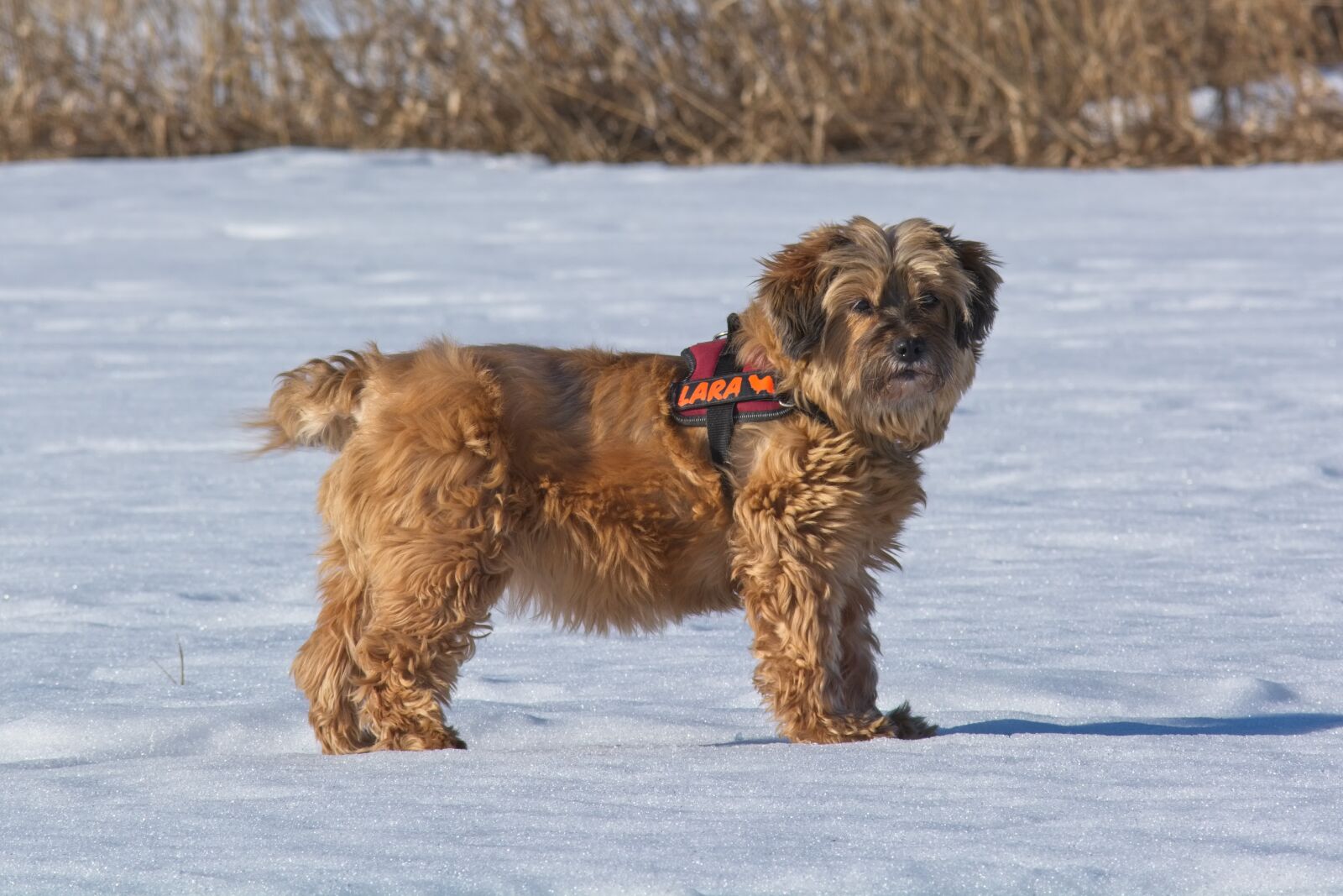 Nikon D7100 sample photo. Tibetan terrier, dog breed photography