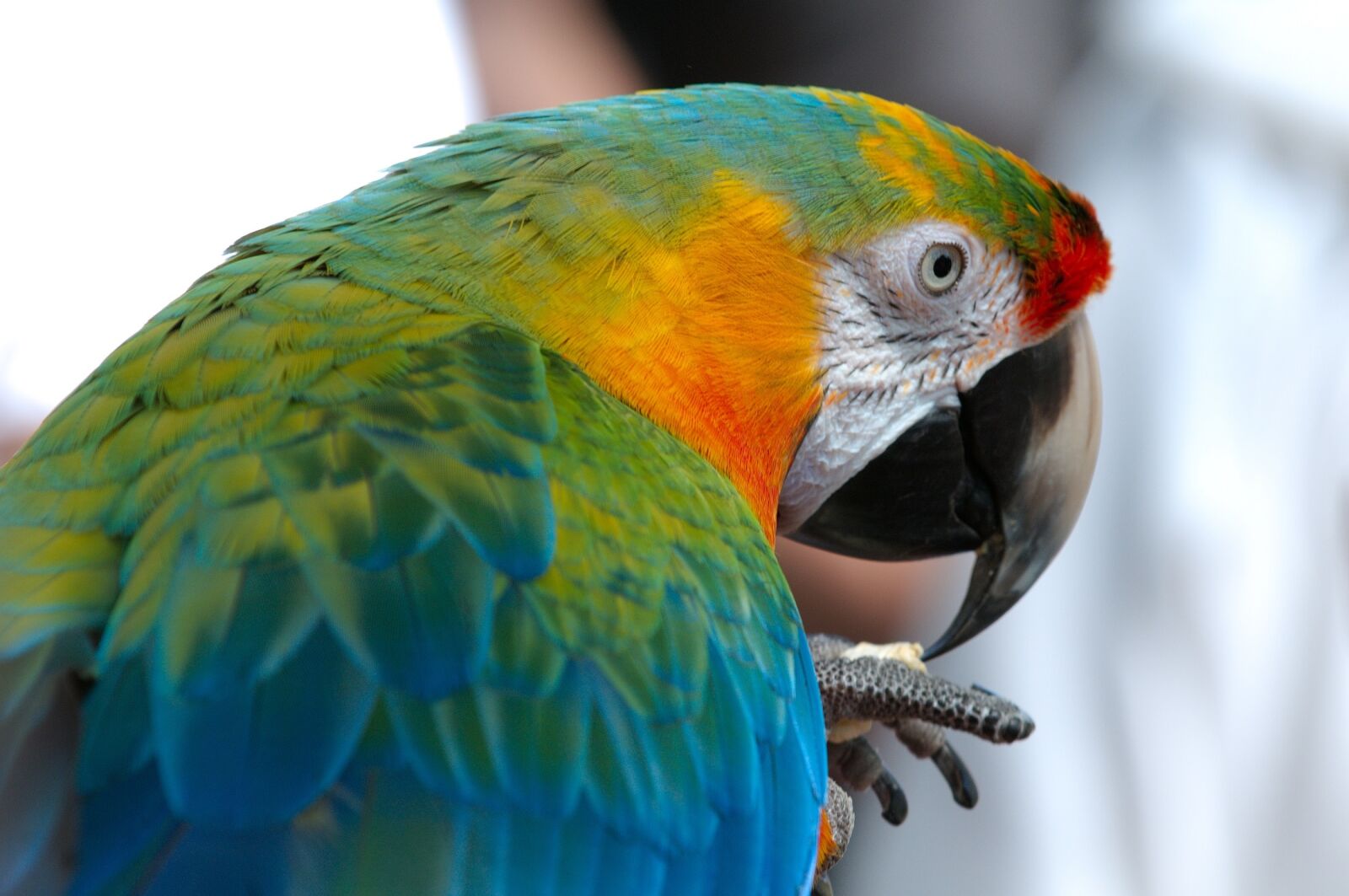 Nikon D300 sample photo. Macaw, bird, parrot photography